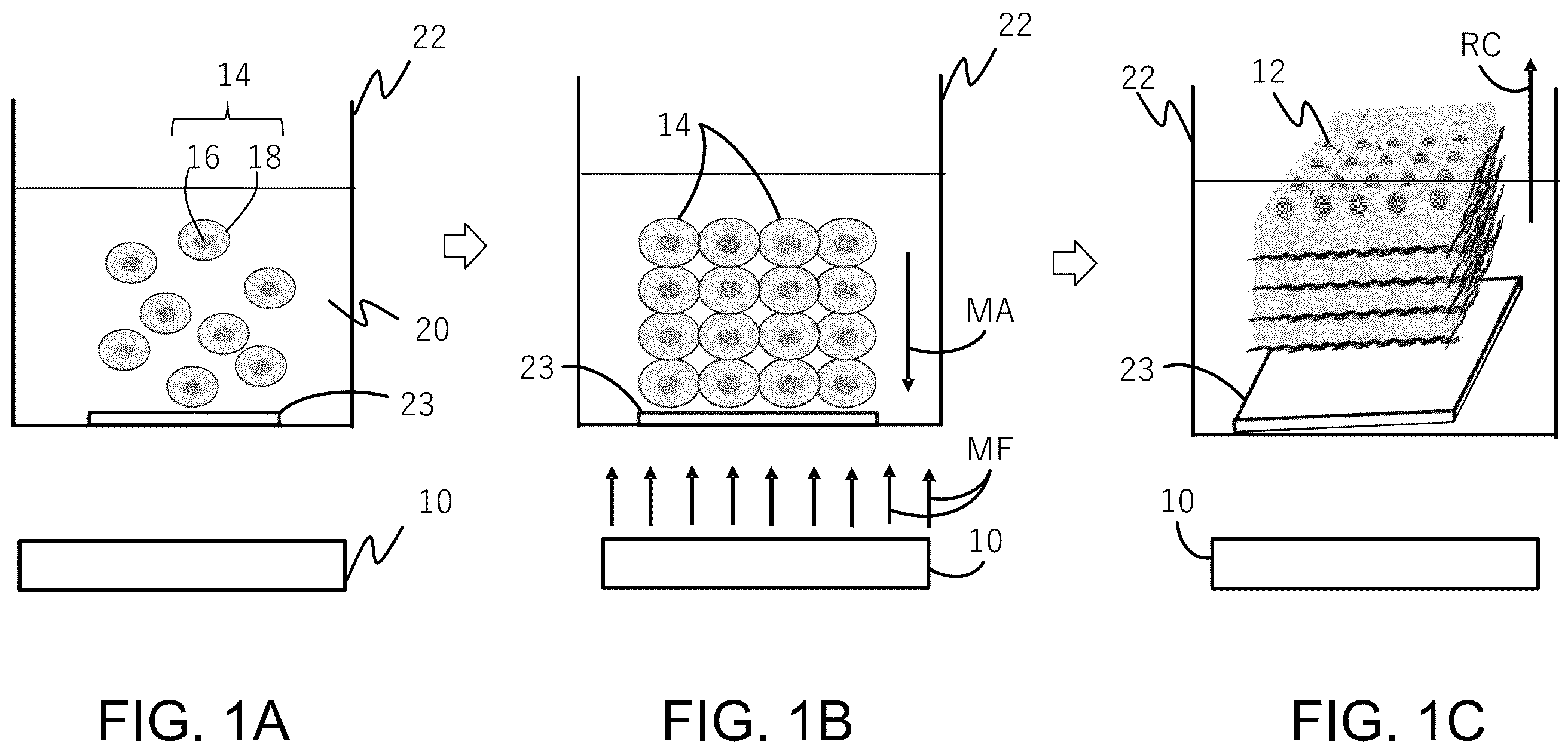 Patent US12139699 Figure 2 – Magnetic-field generator for a cell sheet