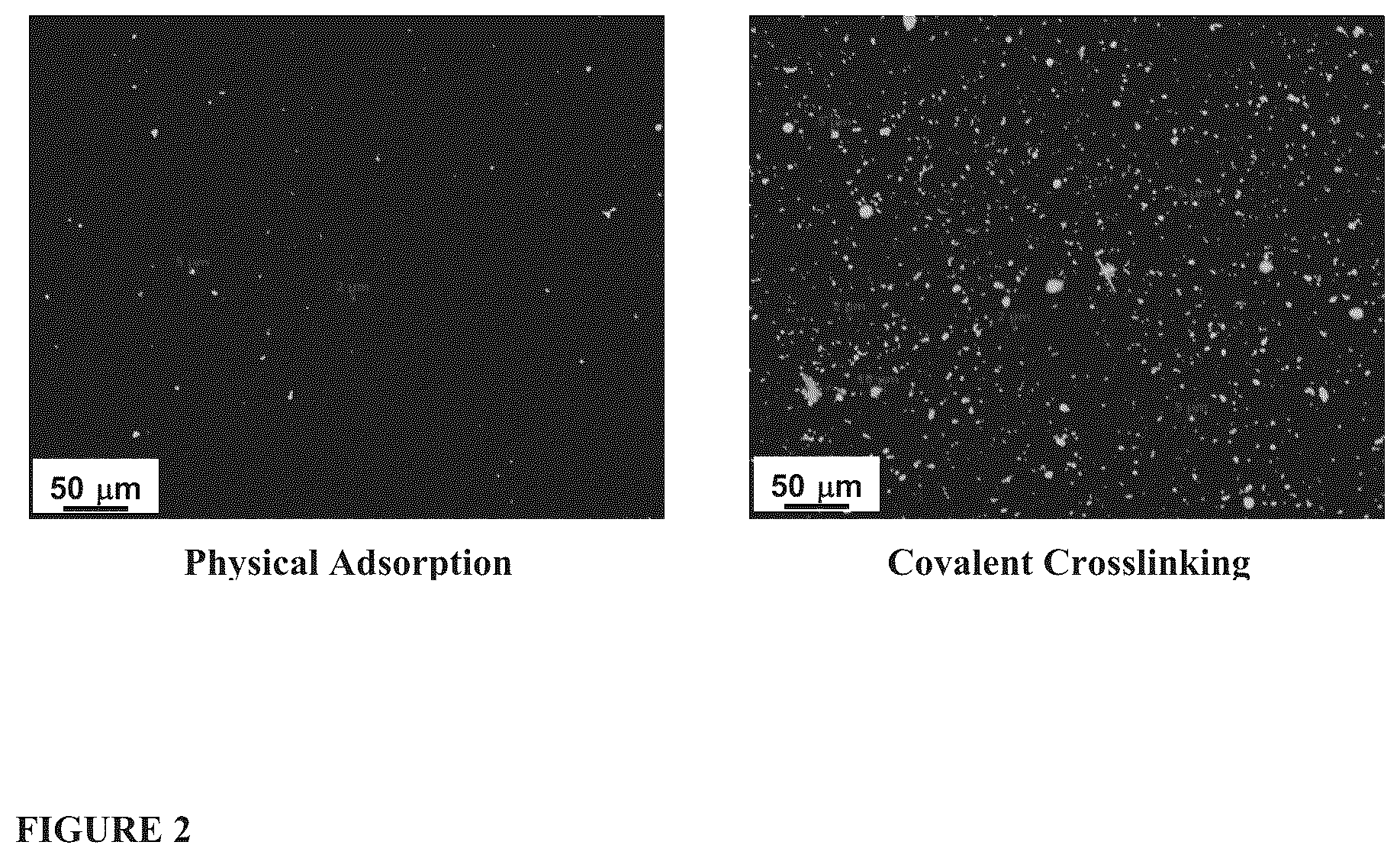 Patent US12139701 Figure 2 – Biofunctional materials