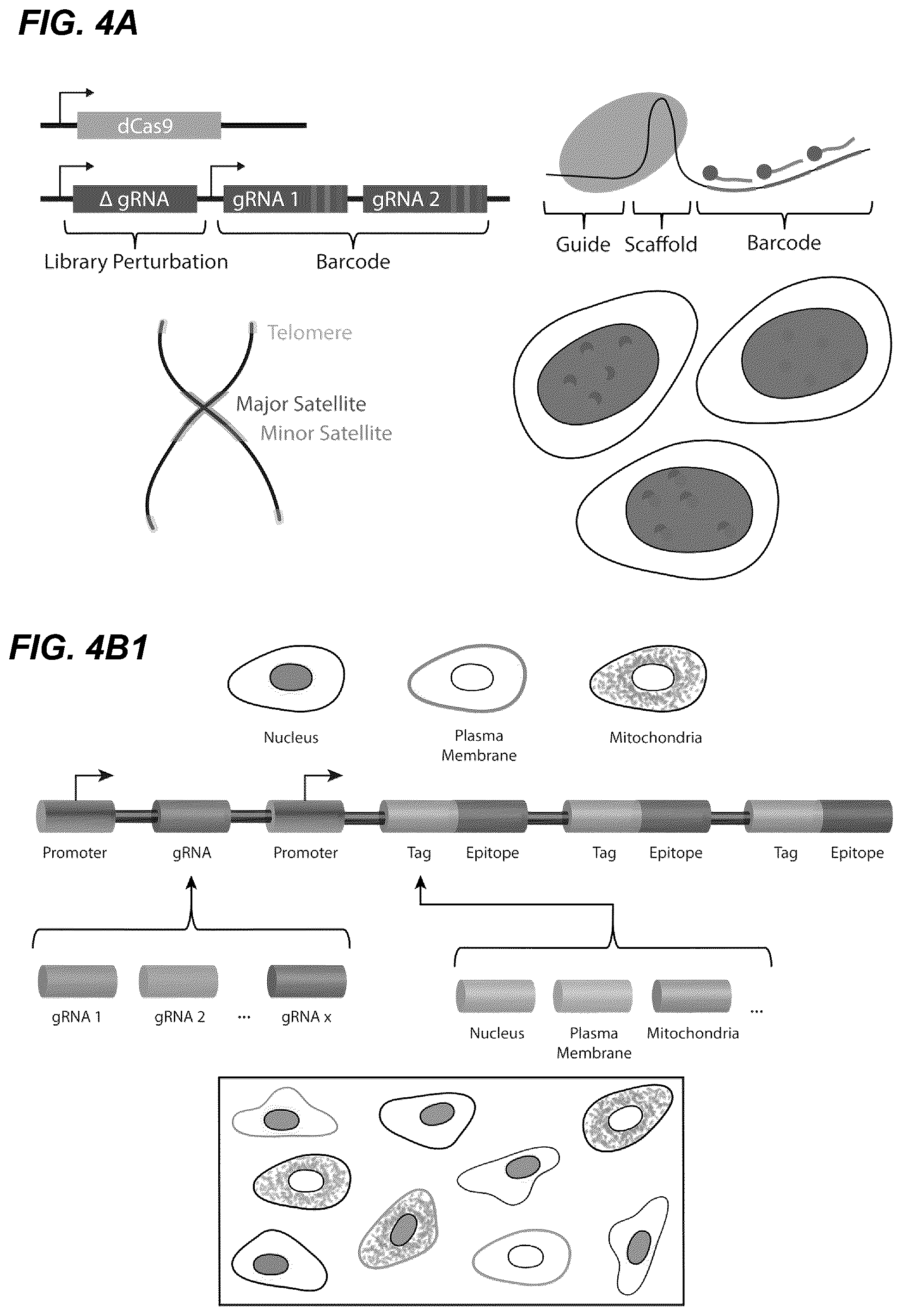 Patent US12139705 Figure 4 – Deep learning enabled spatial optical barcodes for pooled library screens
