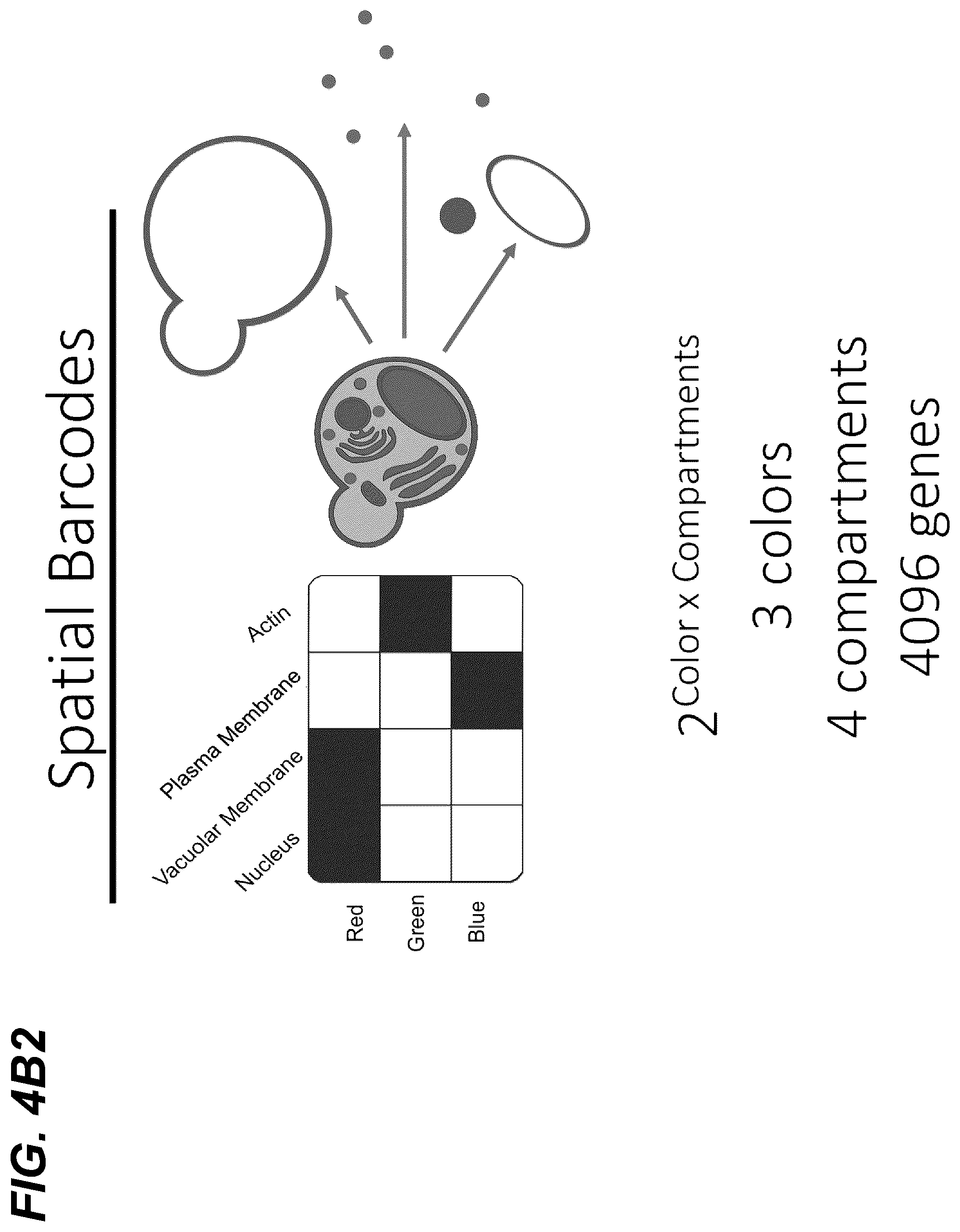 Patent US12139705 Figure 5 – Deep learning enabled spatial optical barcodes for pooled library screens
