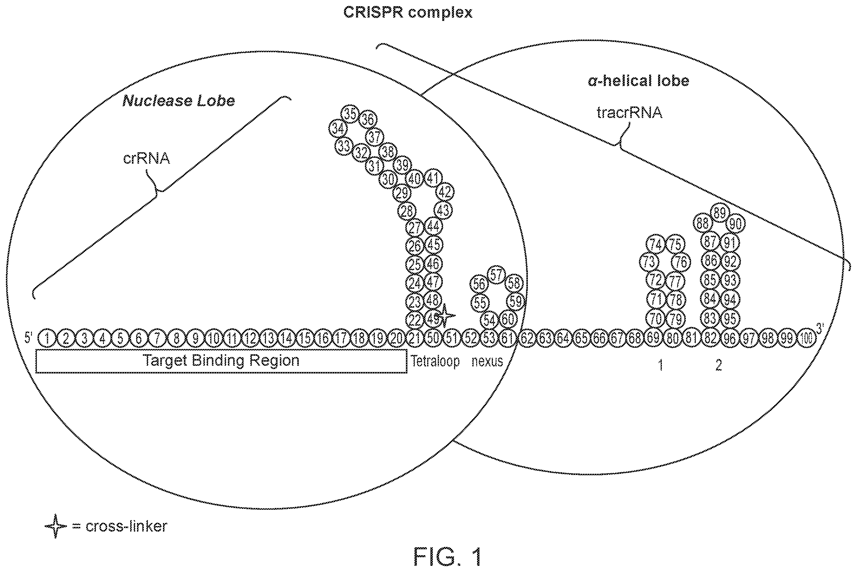 Patent US12139707 Figure 1 – Stabilized CRISPR complexes