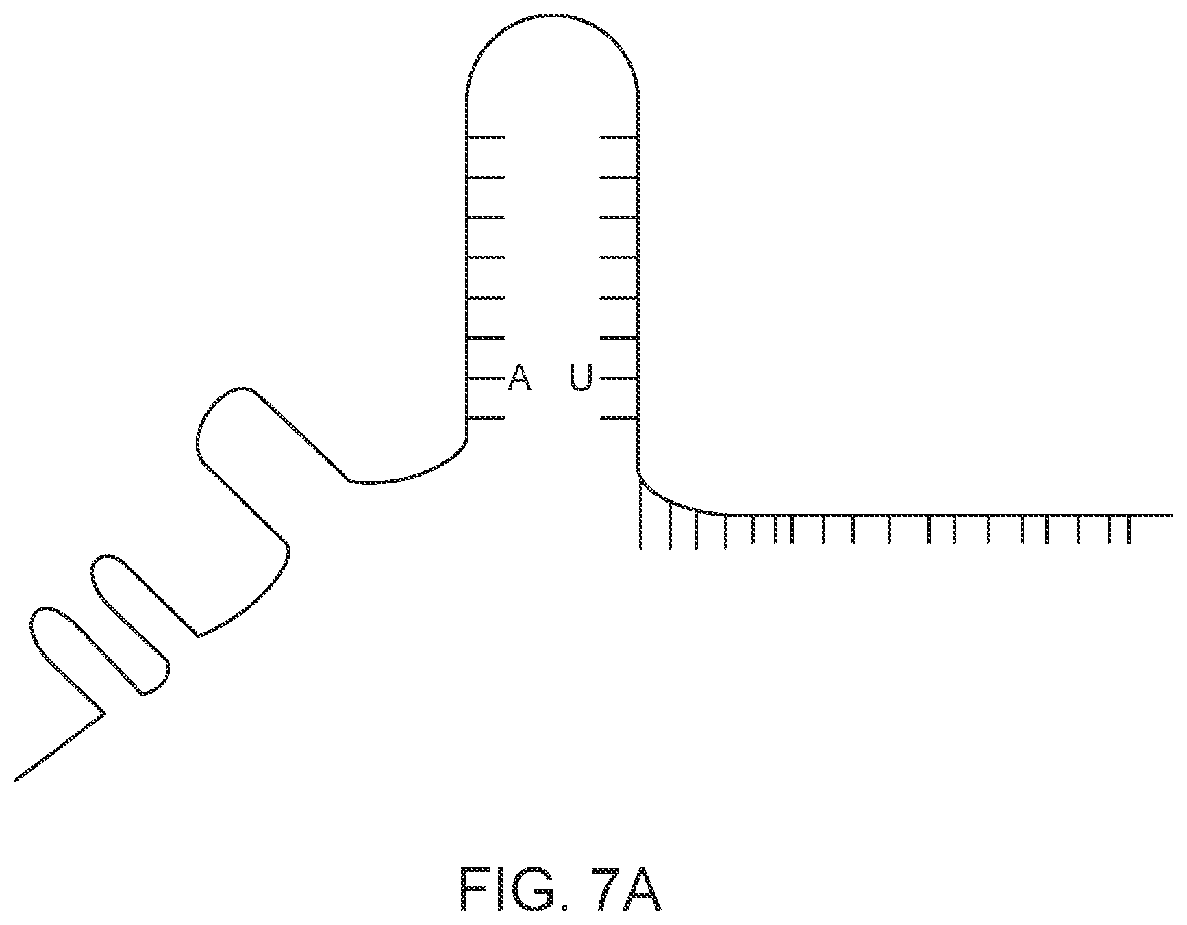 Patent US12139707 Figure 7 – Stabilized CRISPR complexes
