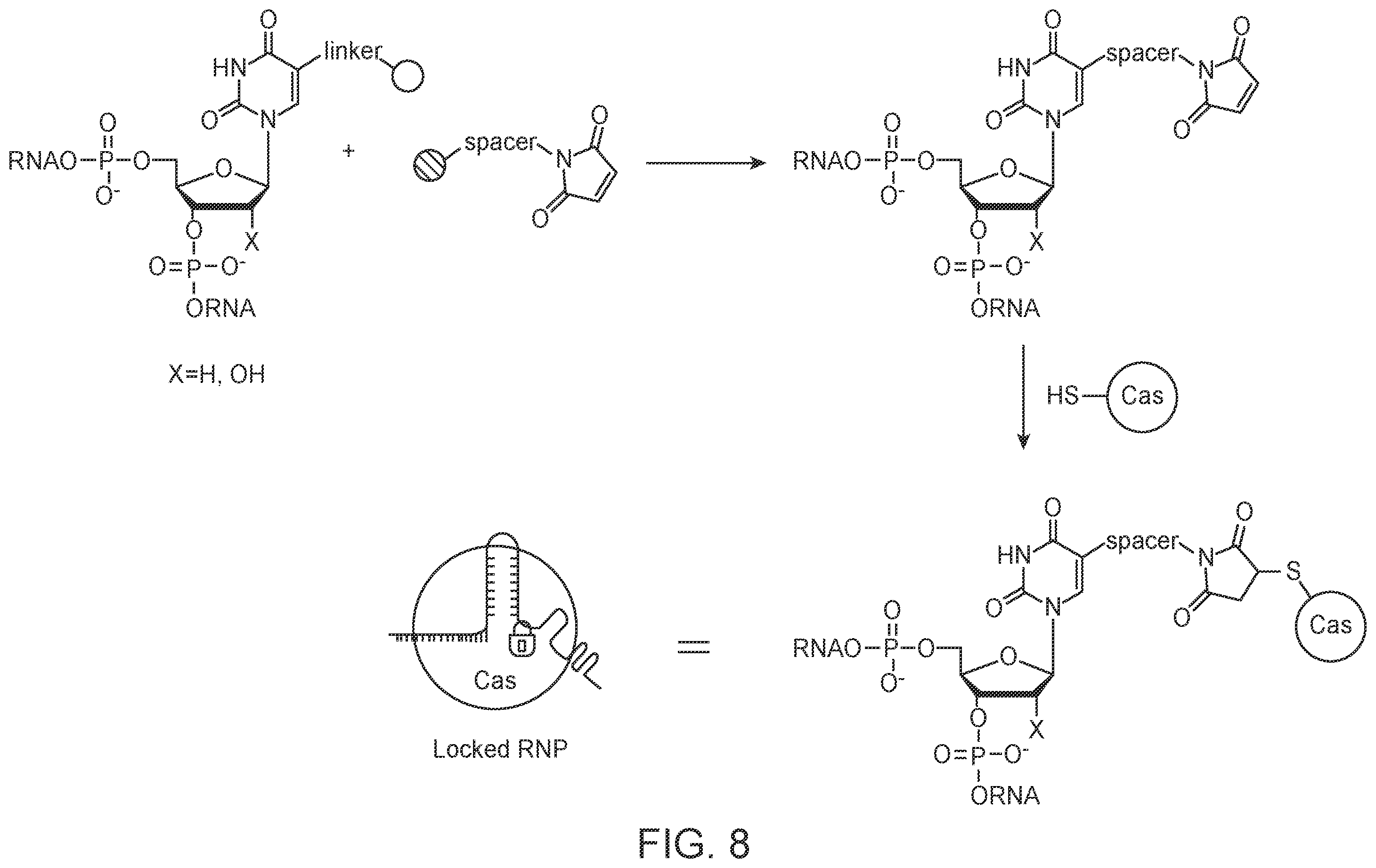 Patent US12139707 Figure 11 – Stabilized CRISPR complexes