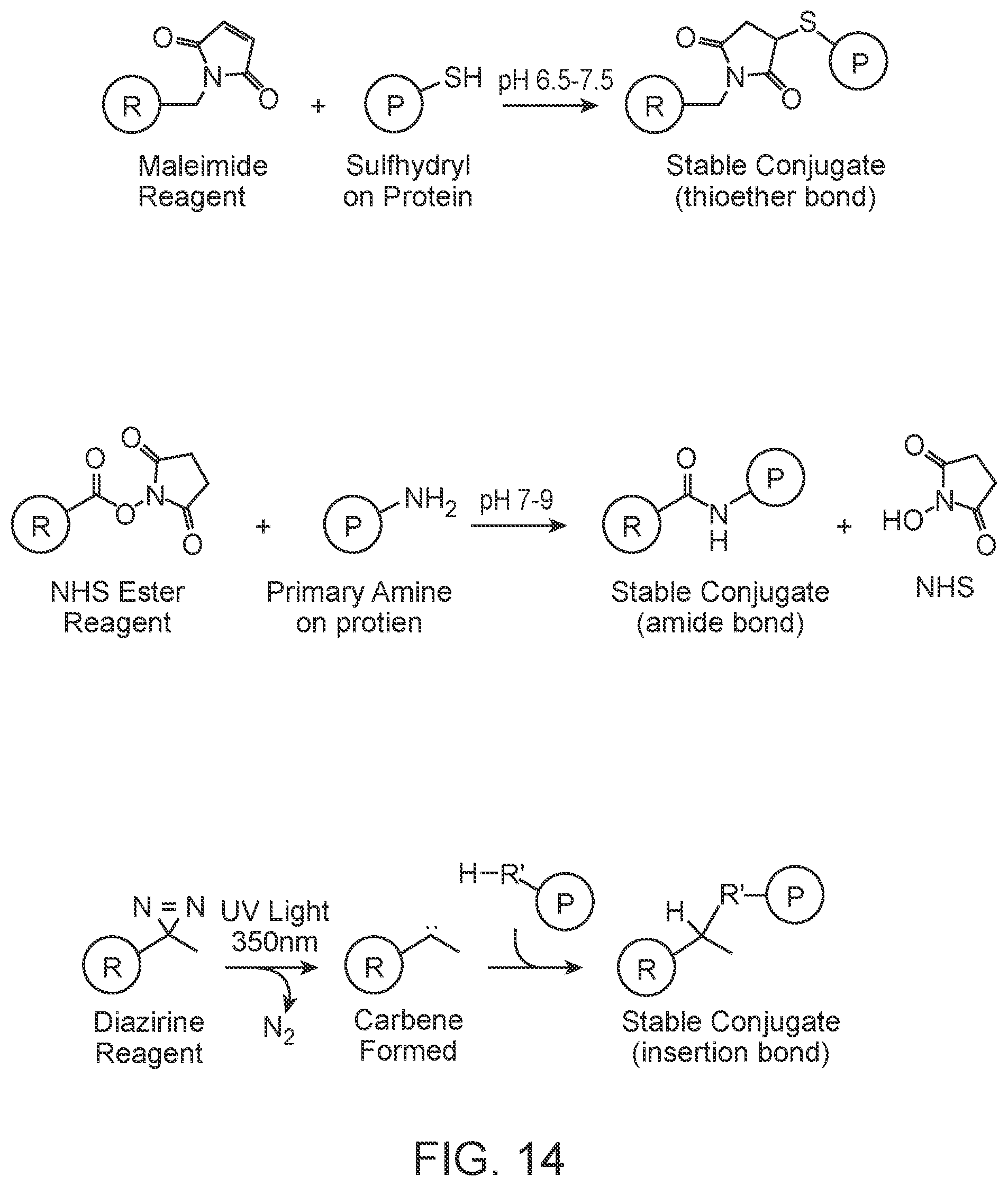 Patent US12139707 Figure 17 – Stabilized CRISPR complexes