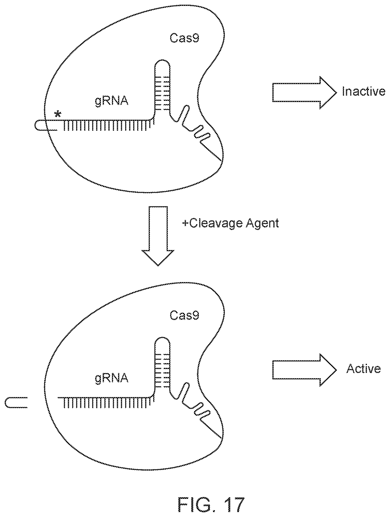 Patent US12139707 Figure 20 – Stabilized CRISPR complexes