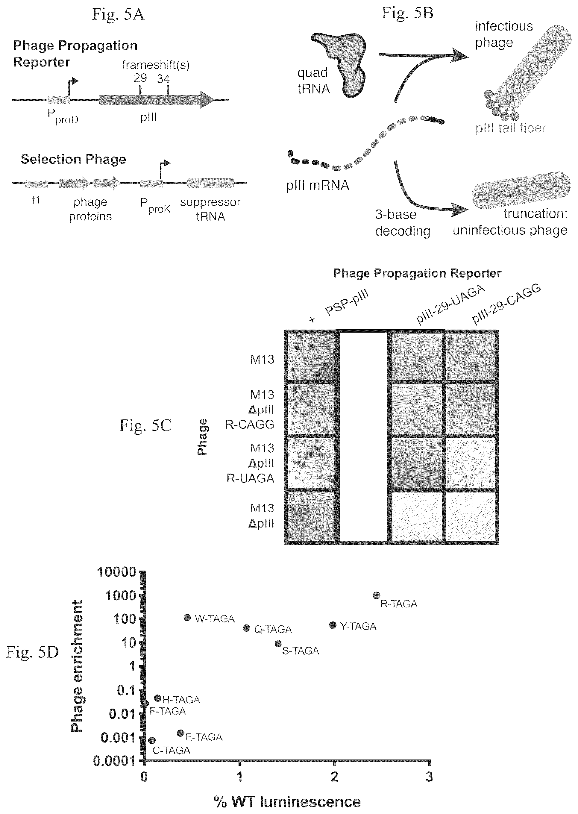 Patent US12139708 Figure 7 – Frameshift suppressor tRNA compositions and methods of use