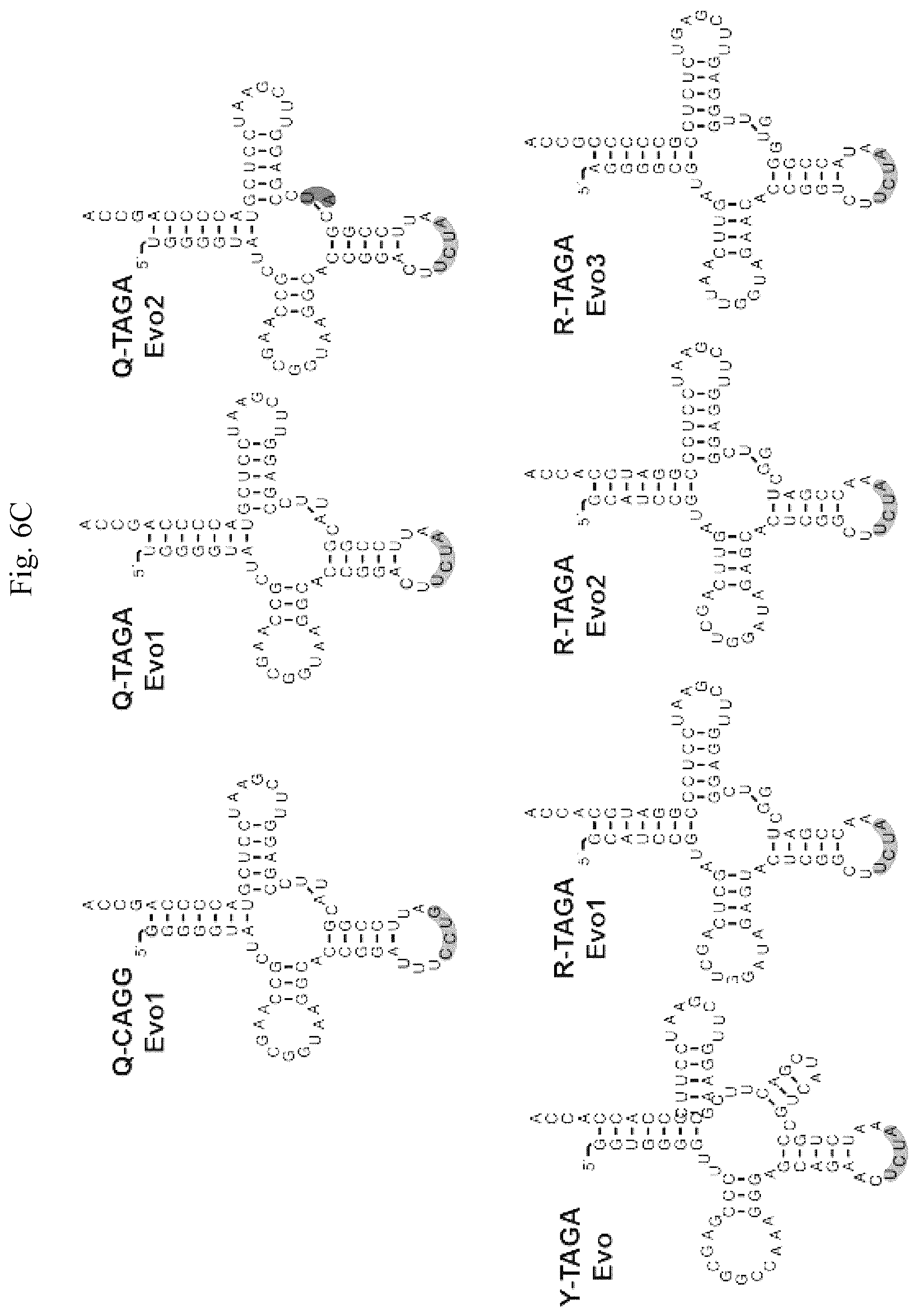 Patent US12139708 Figure 10 – Frameshift suppressor tRNA compositions and methods of use