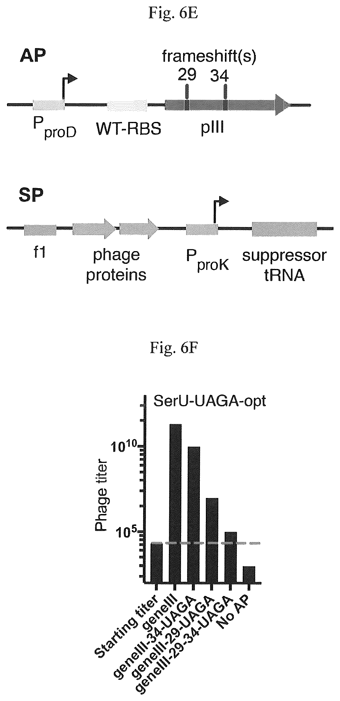 Patent US12139708 Figure 12 – Frameshift suppressor tRNA compositions and methods of use