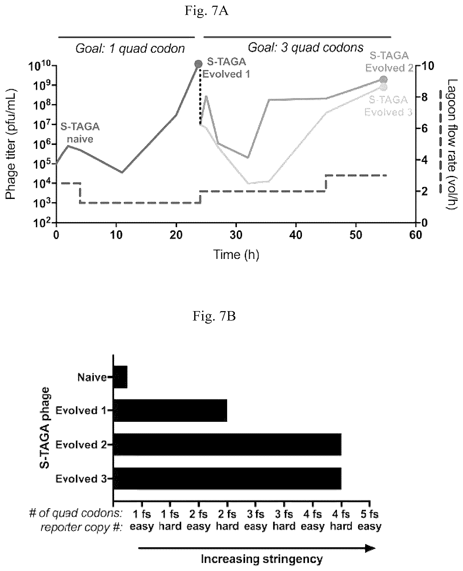 Patent US12139708 Figure 13 – Frameshift suppressor tRNA compositions and methods of use