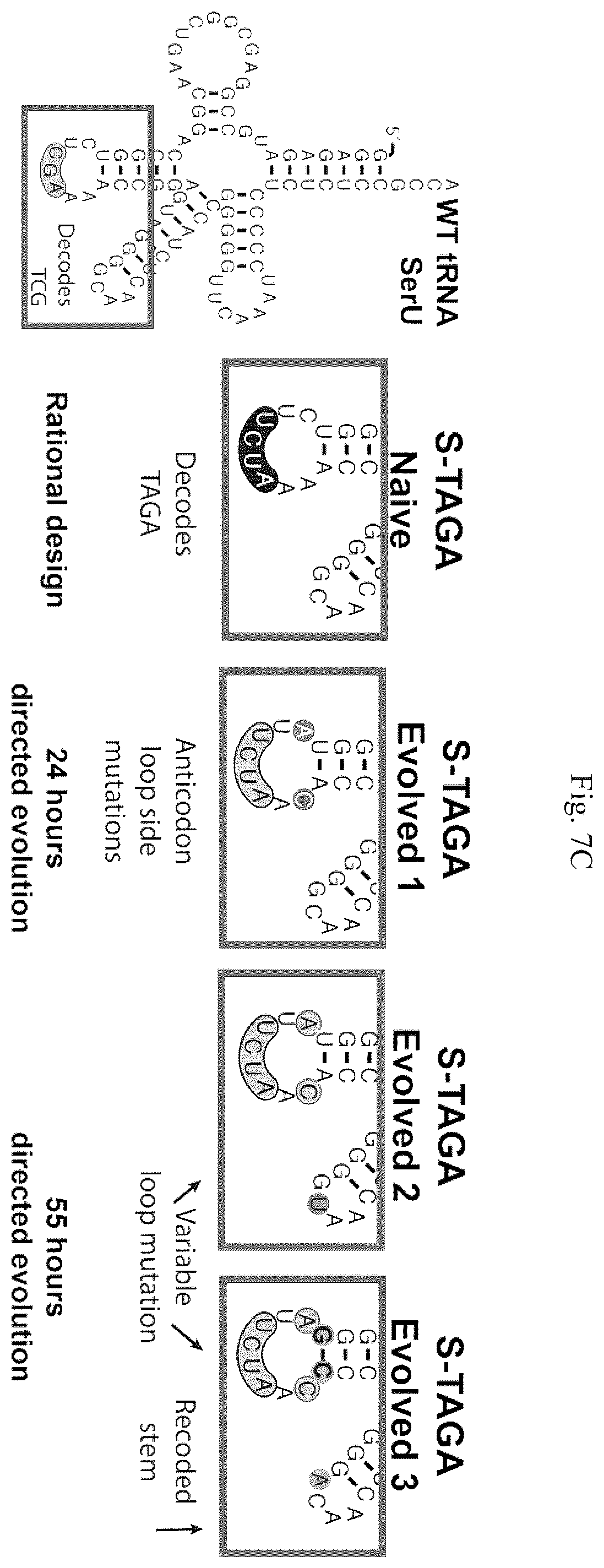 Patent US12139708 Figure 14 – Frameshift suppressor tRNA compositions and methods of use