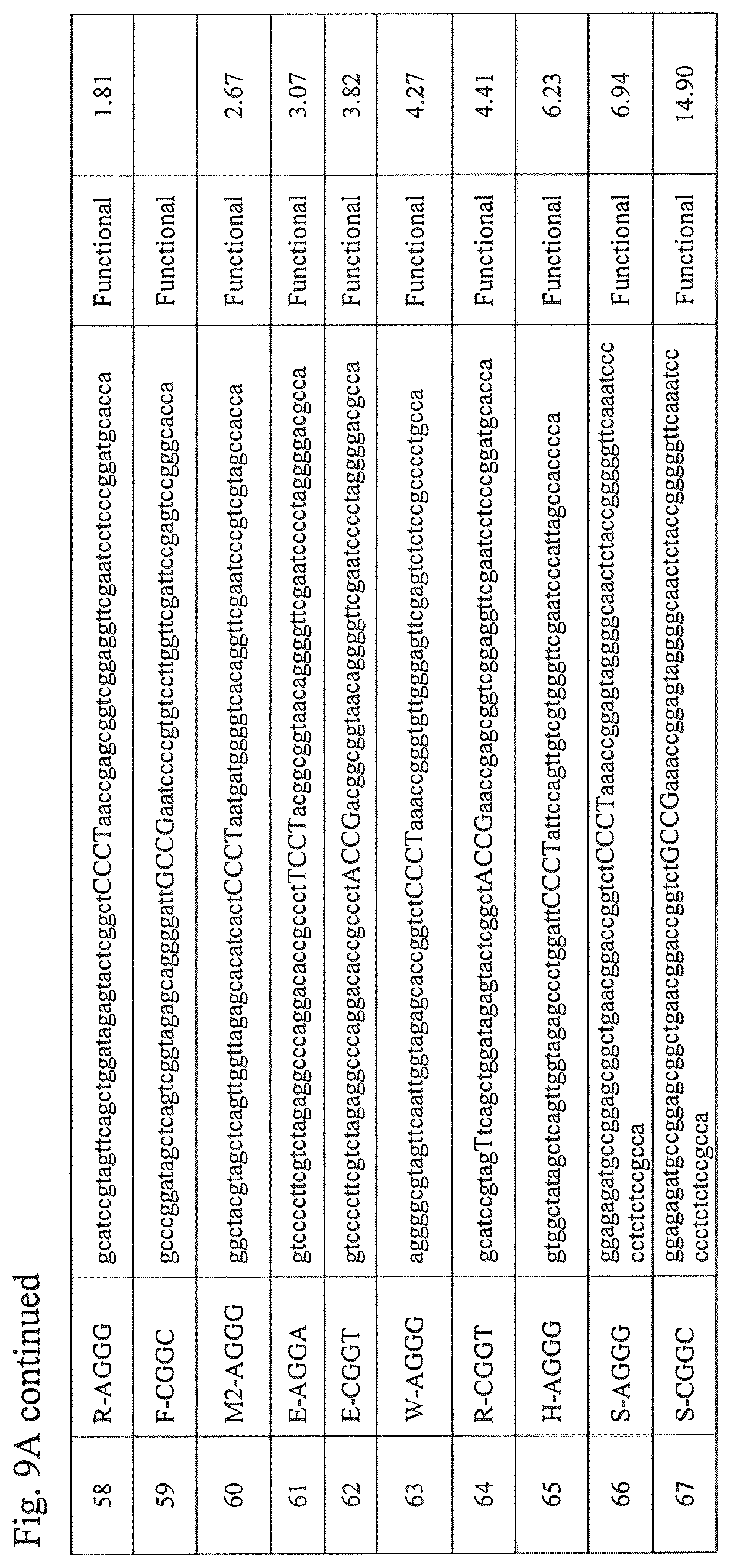 Patent US12139708 Figure 19 – Frameshift suppressor tRNA compositions and methods of use