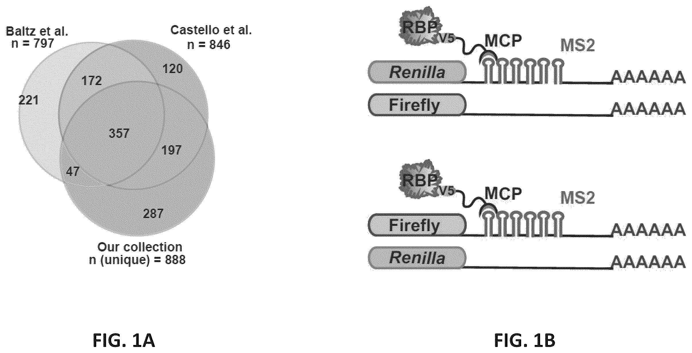 Patent US12139710 Figure 1 – Methods of modulating RNA translation
