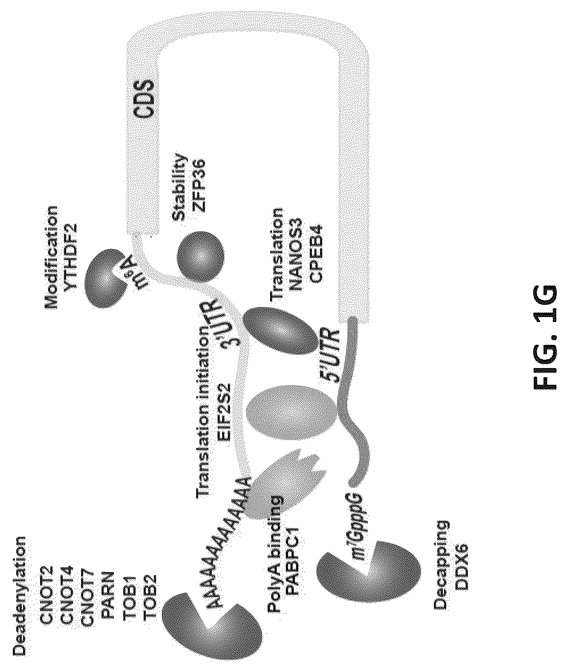 Patent US12139710 Figure 4 – Methods of modulating RNA translation