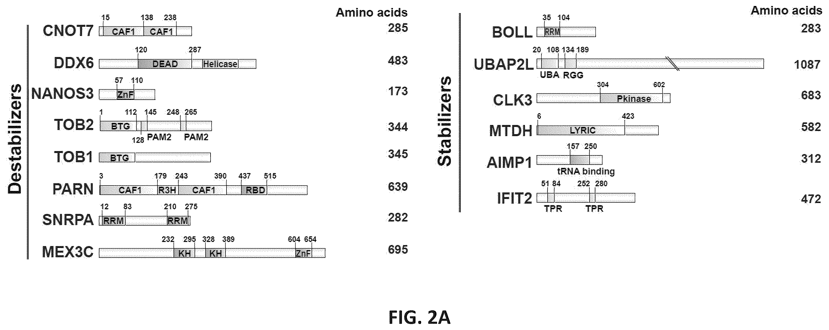 Patent US12139710 Figure 8 – Methods of modulating RNA translation