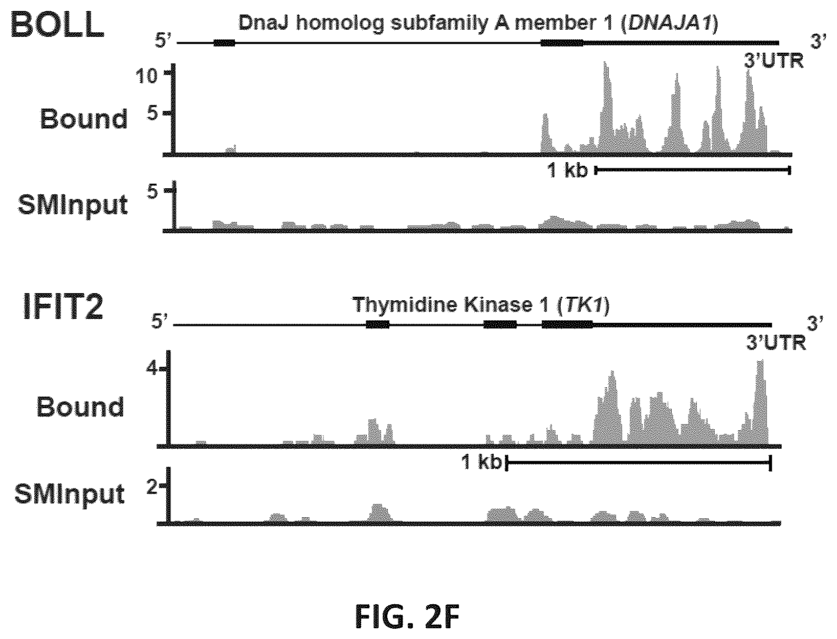 Patent US12139710 Figure 13 – Methods of modulating RNA translation