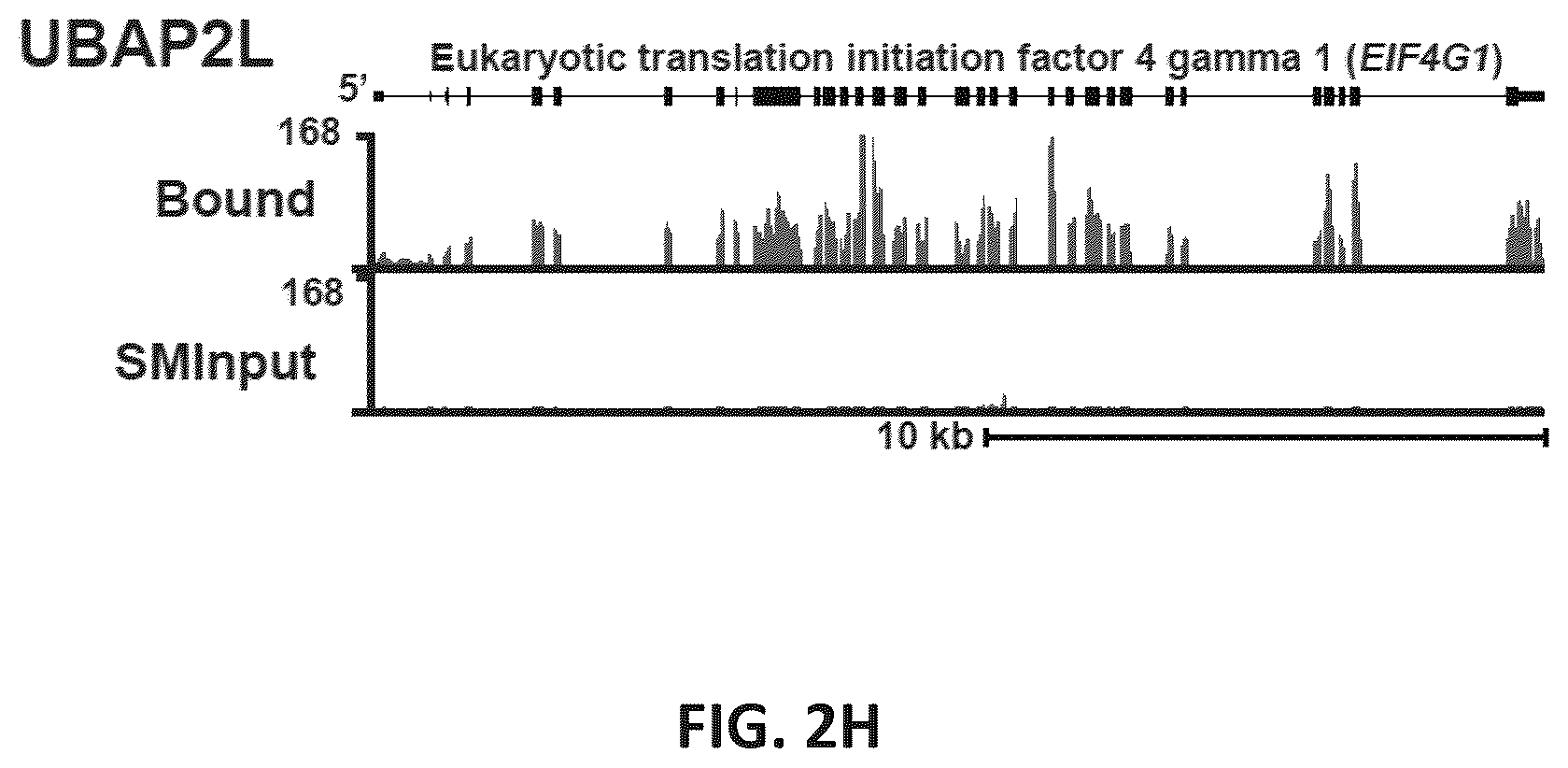 Patent US12139710 Figure 15 – Methods of modulating RNA translation