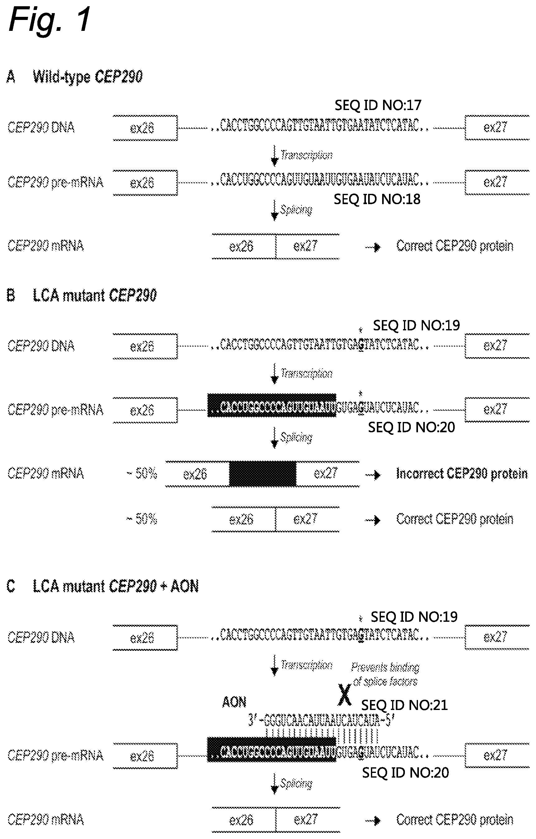 Patent US12139711 Figure 1 – Antisense oligonucleotides for the treatment of Leber congenital amaurosis