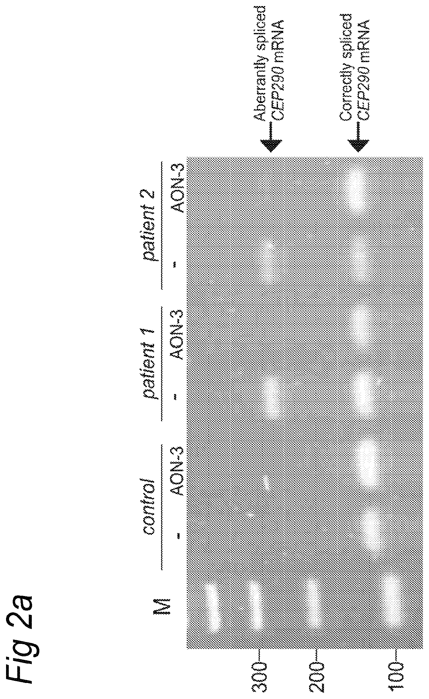 Patent US12139711 Figure 2 – Antisense oligonucleotides for the treatment of Leber congenital amaurosis