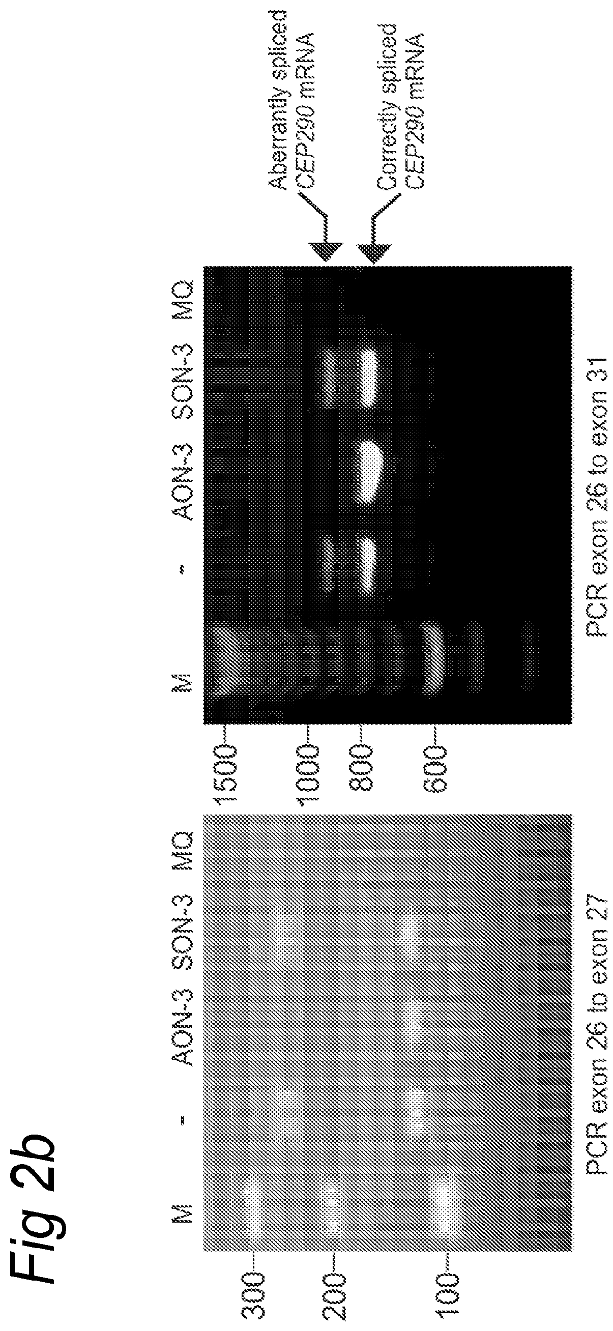 Patent US12139711 Figure 3 – Antisense oligonucleotides for the treatment of Leber congenital amaurosis