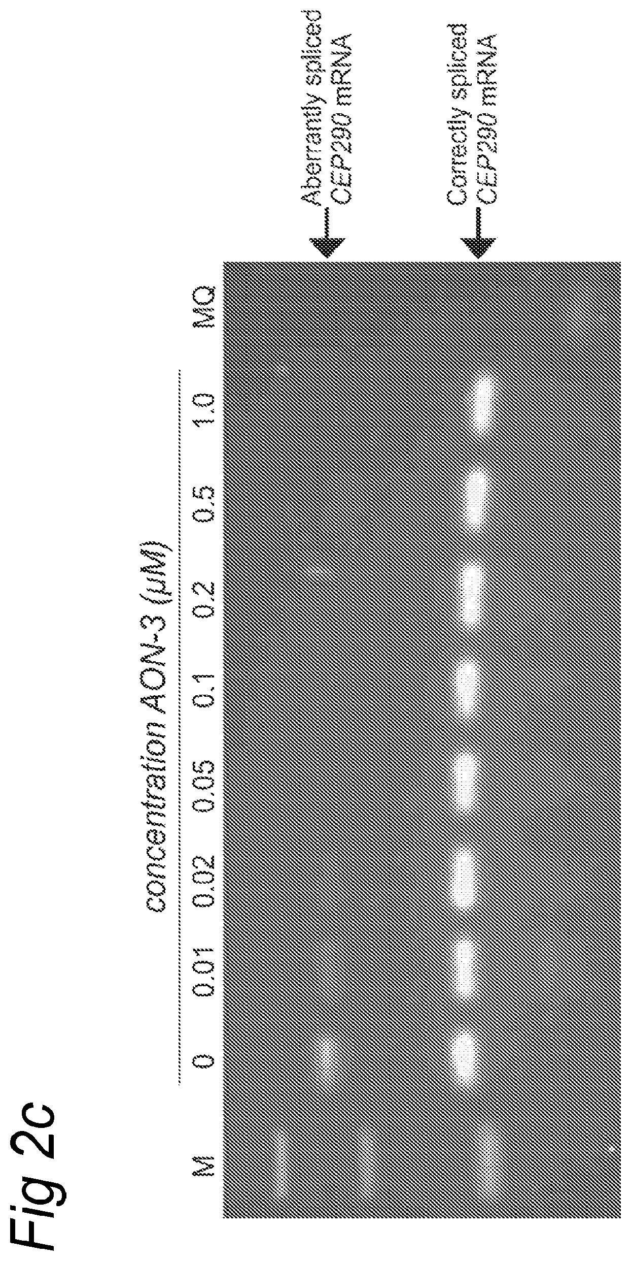 Patent US12139711 Figure 4 – Antisense oligonucleotides for the treatment of Leber congenital amaurosis