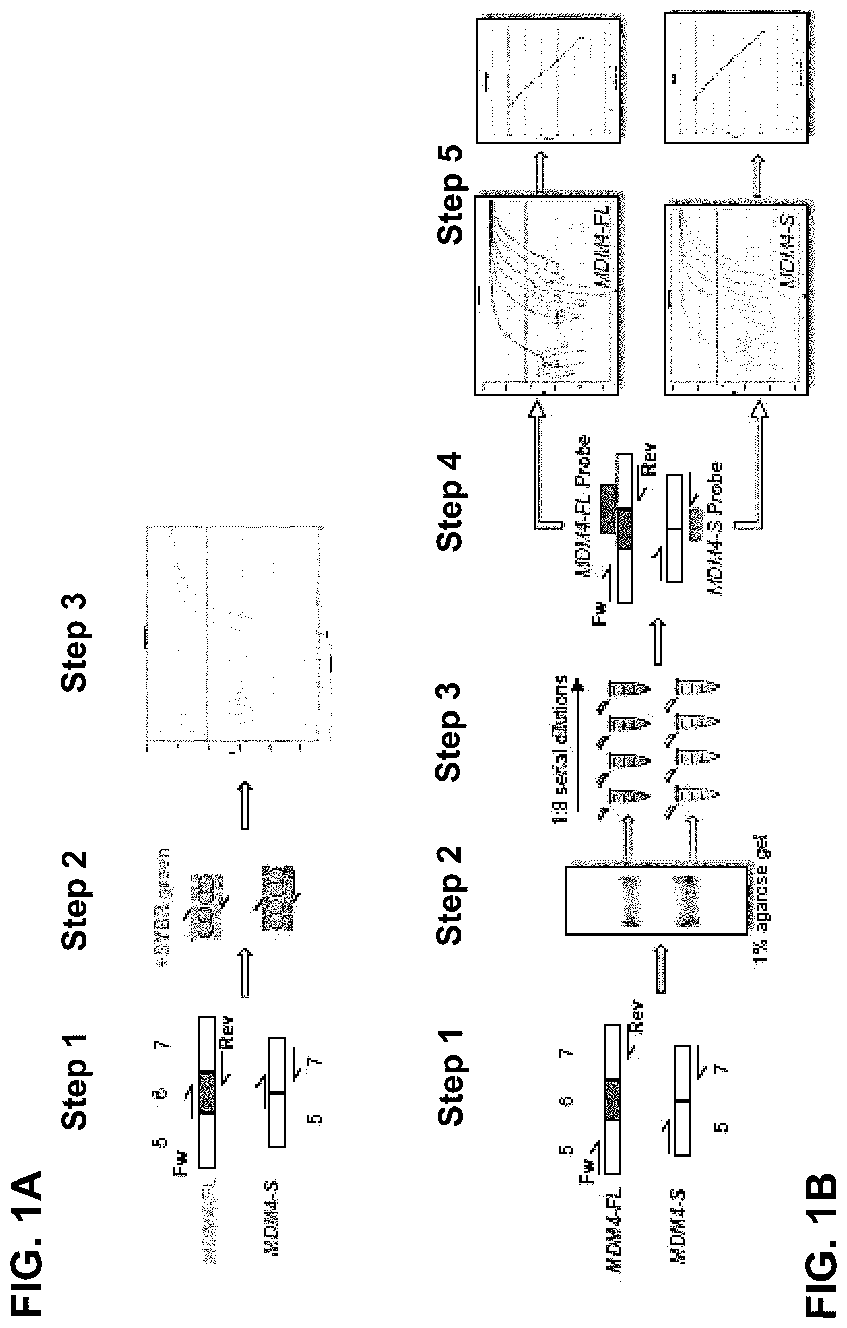 Patent US12139712 Figure 1 – Direct and selective inhibition of MDM4 for treatment of cancer
