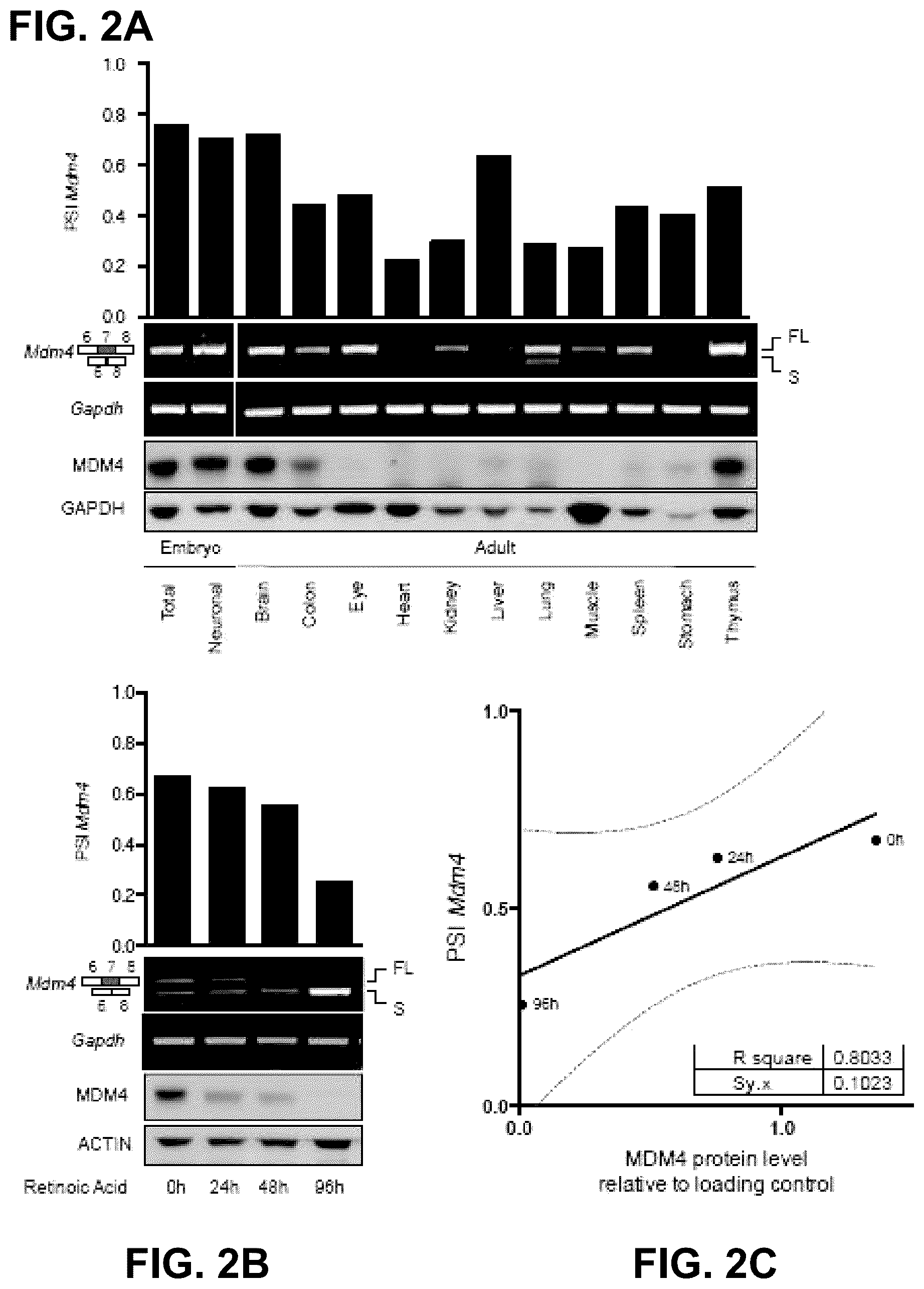 Patent US12139712 Figure 3 – Direct and selective inhibition of MDM4 for treatment of cancer