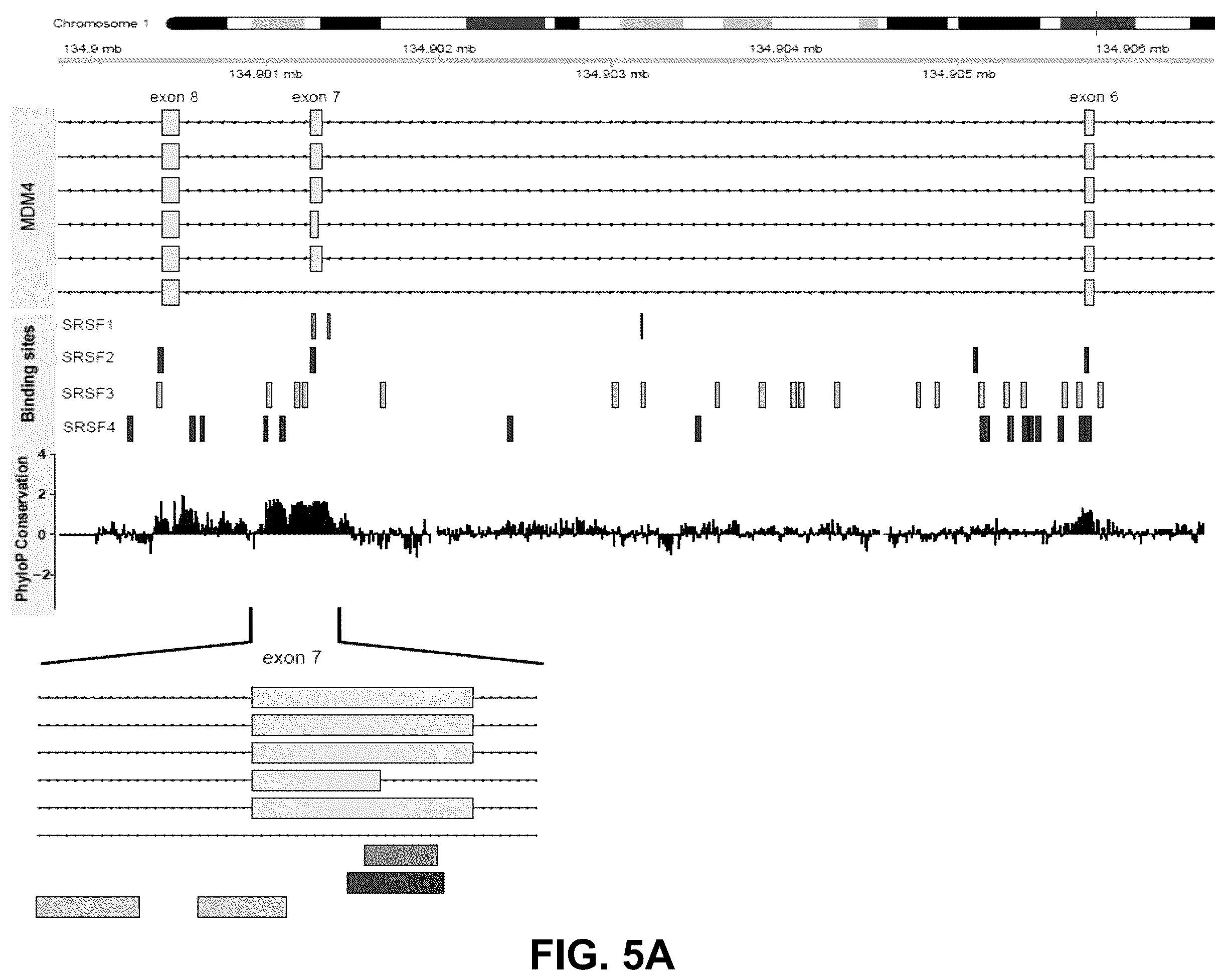 Patent US12139712 Figure 8 – Direct and selective inhibition of MDM4 for treatment of cancer