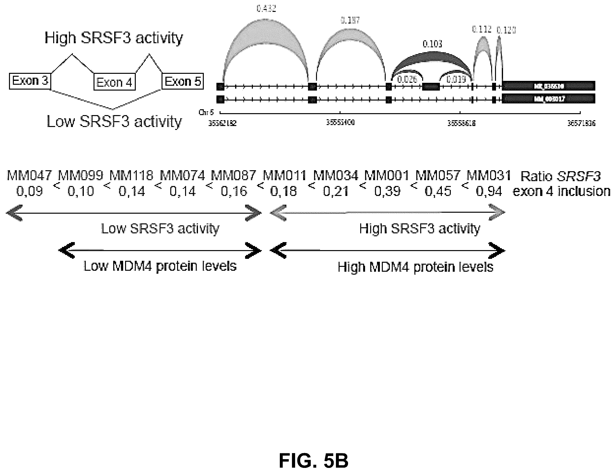Patent US12139712 Figure 9 – Direct and selective inhibition of MDM4 for treatment of cancer