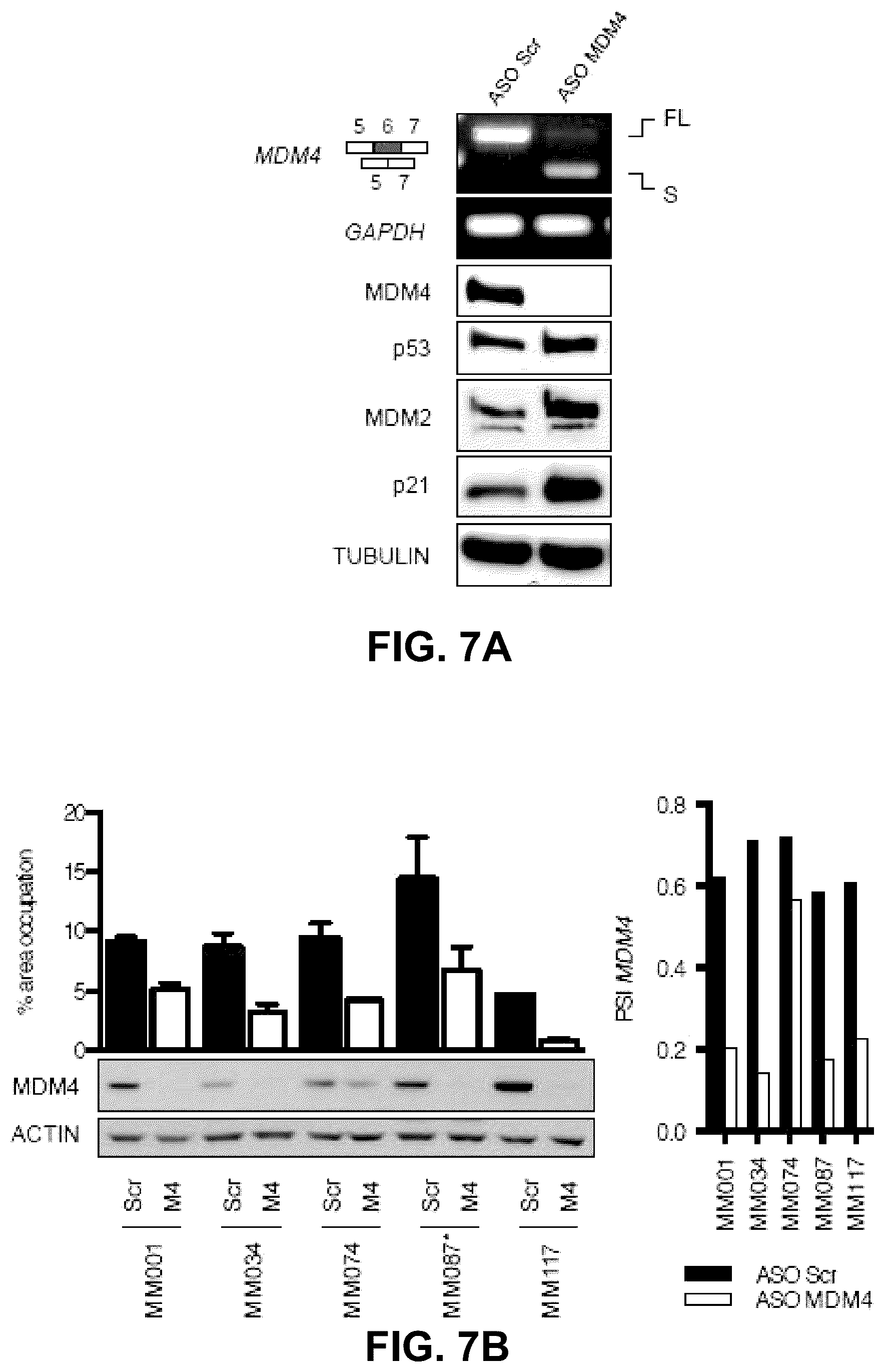 Patent US12139712 Figure 17 – Direct and selective inhibition of MDM4 for treatment of cancer