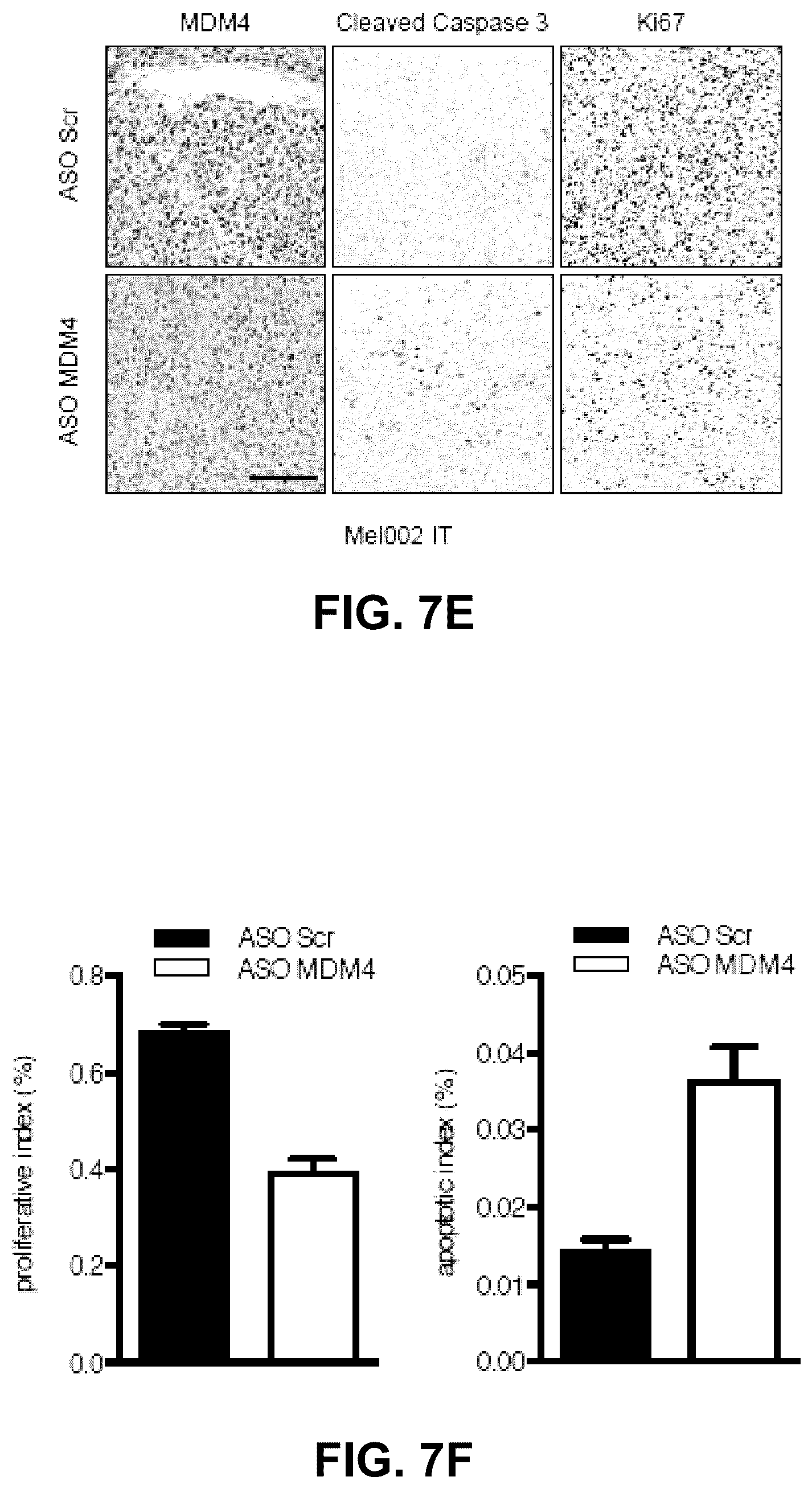 Patent US12139712 Figure 19 – Direct and selective inhibition of MDM4 for treatment of cancer
