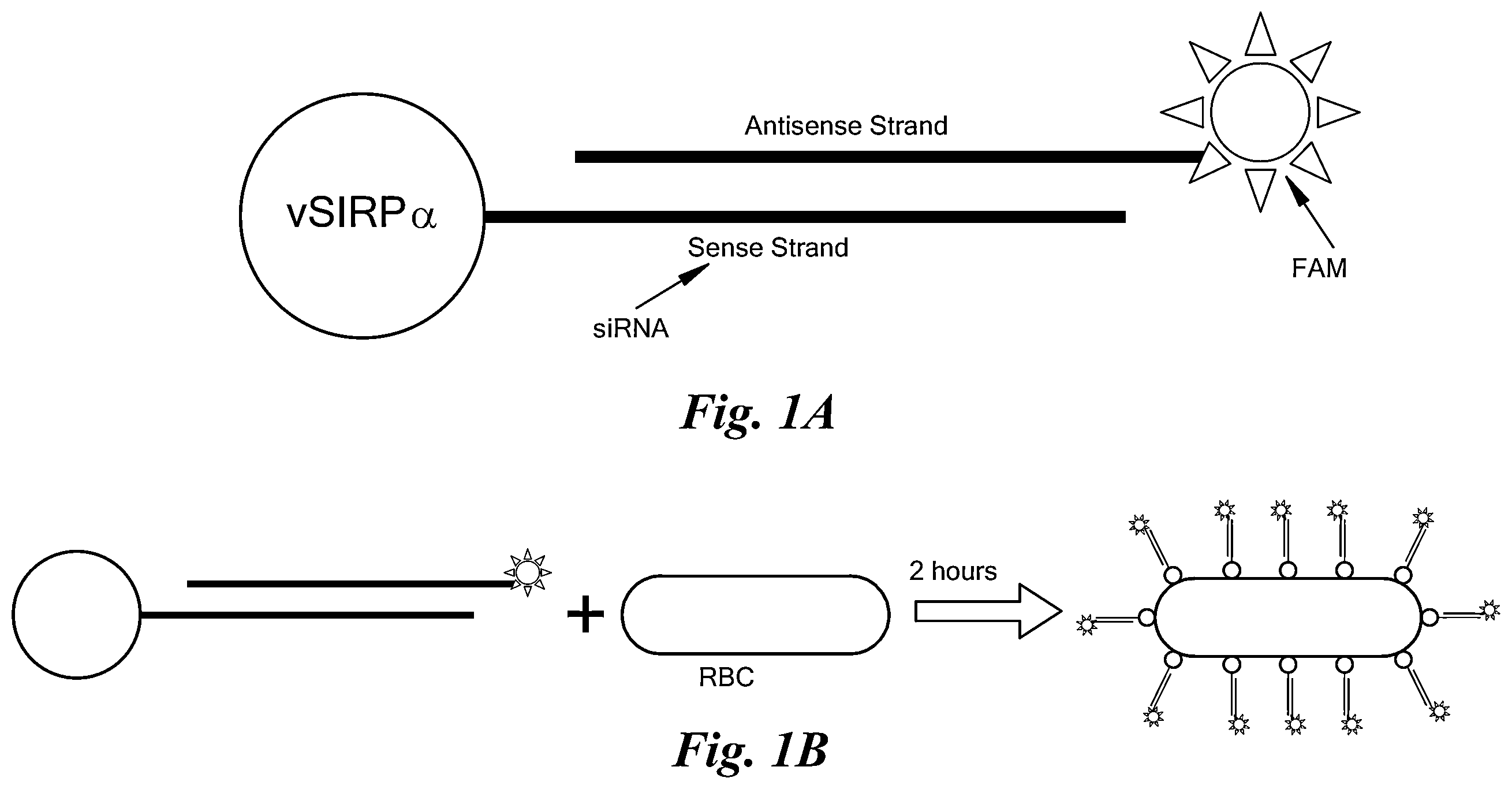 Patent US12139713 Figure 1 – Therapeutic compounds for red blood cell-mediated delivery of an active pharmaceutical ingredient to a target cell