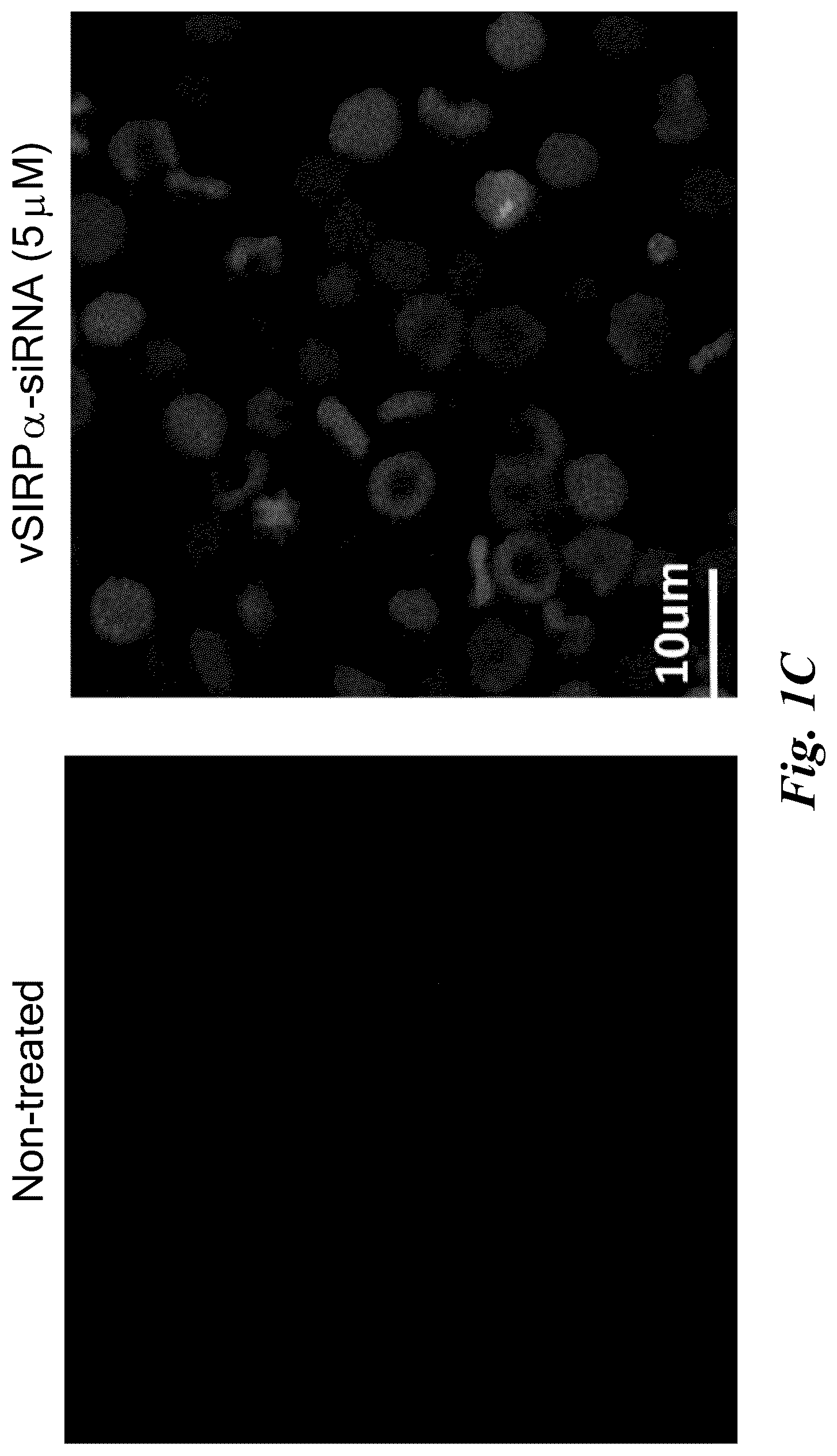 Patent US12139713 Figure 2 – Therapeutic compounds for red blood cell-mediated delivery of an active pharmaceutical ingredient to a target cell