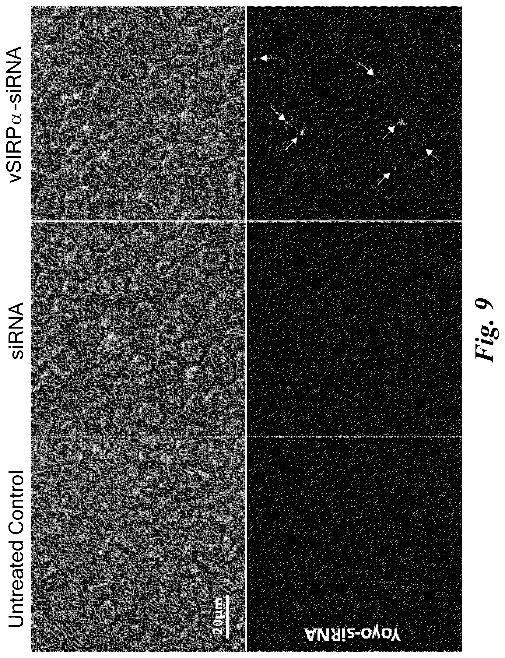 Patent US12139713 Figure 8 – Therapeutic compounds for red blood cell-mediated delivery of an active pharmaceutical ingredient to a target cell