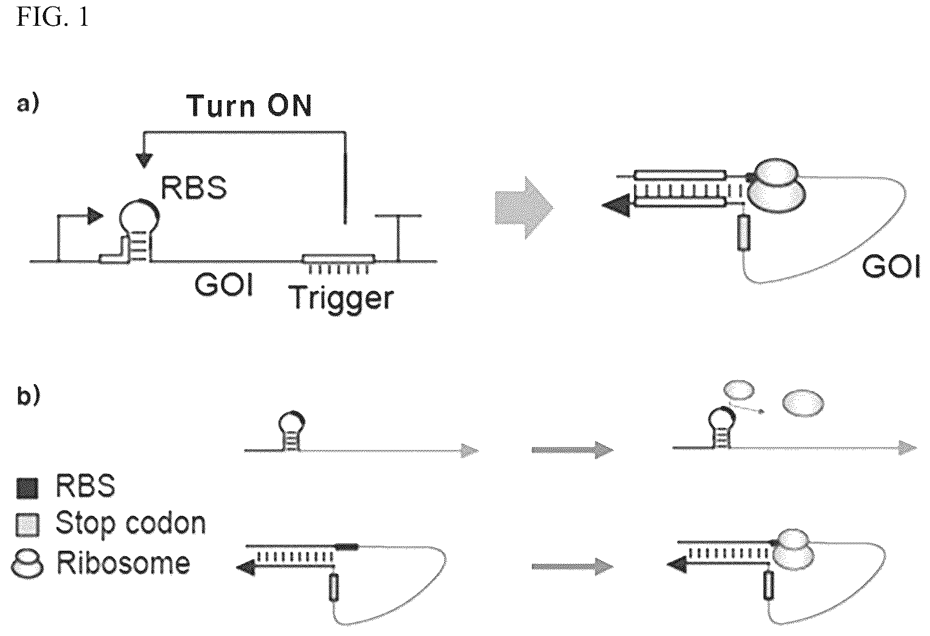 Patent US12139715 Figure 1 – Gene expression cassette capable of initiating translation after completion of transcription for producing high-quality recombinant protein in bacteria