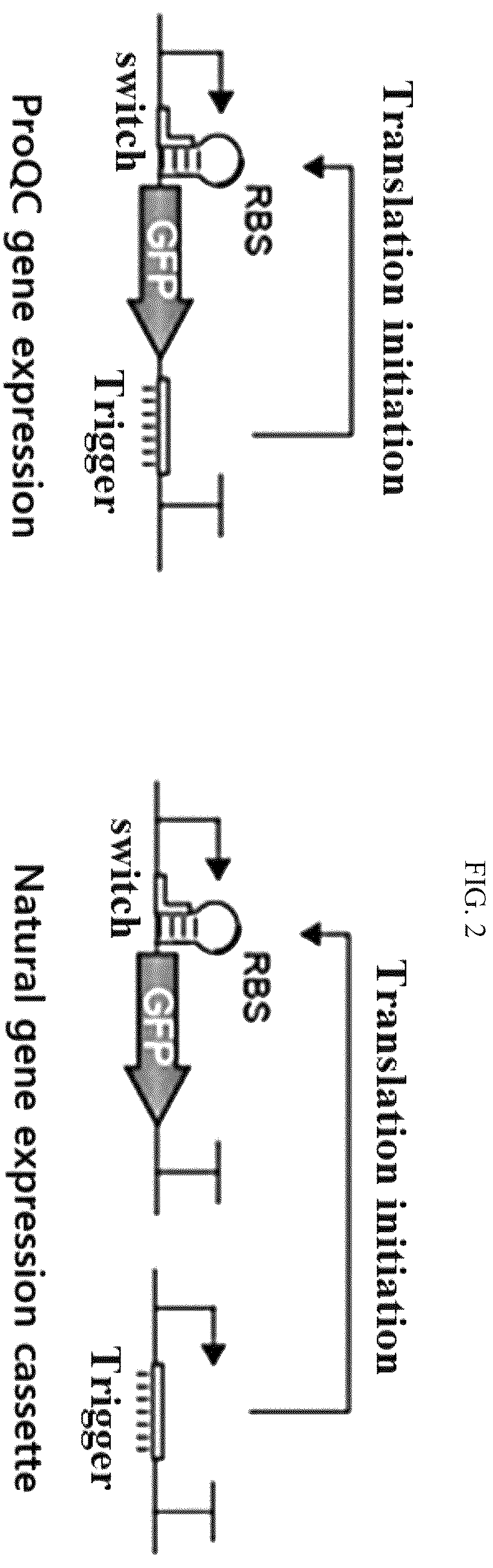 Patent US12139715 Figure 2 – Gene expression cassette capable of initiating translation after completion of transcription for producing high-quality recombinant protein in bacteria