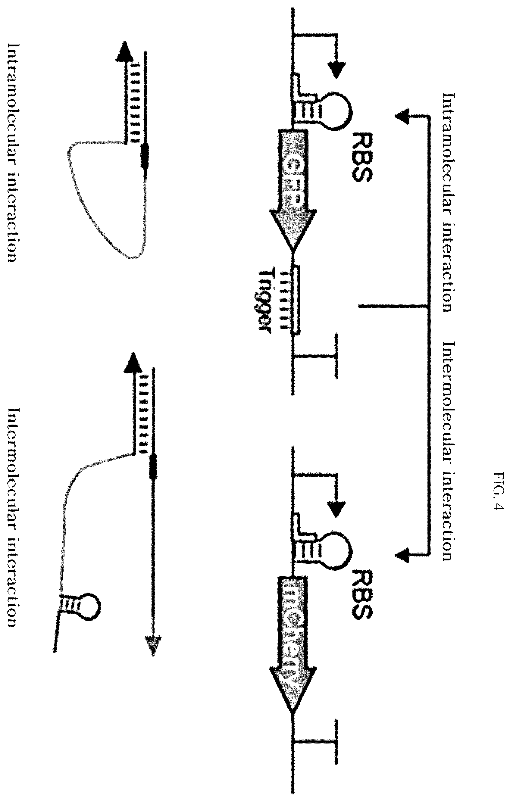 Patent US12139715 Figure 4 – Gene expression cassette capable of initiating translation after completion of transcription for producing high-quality recombinant protein in bacteria