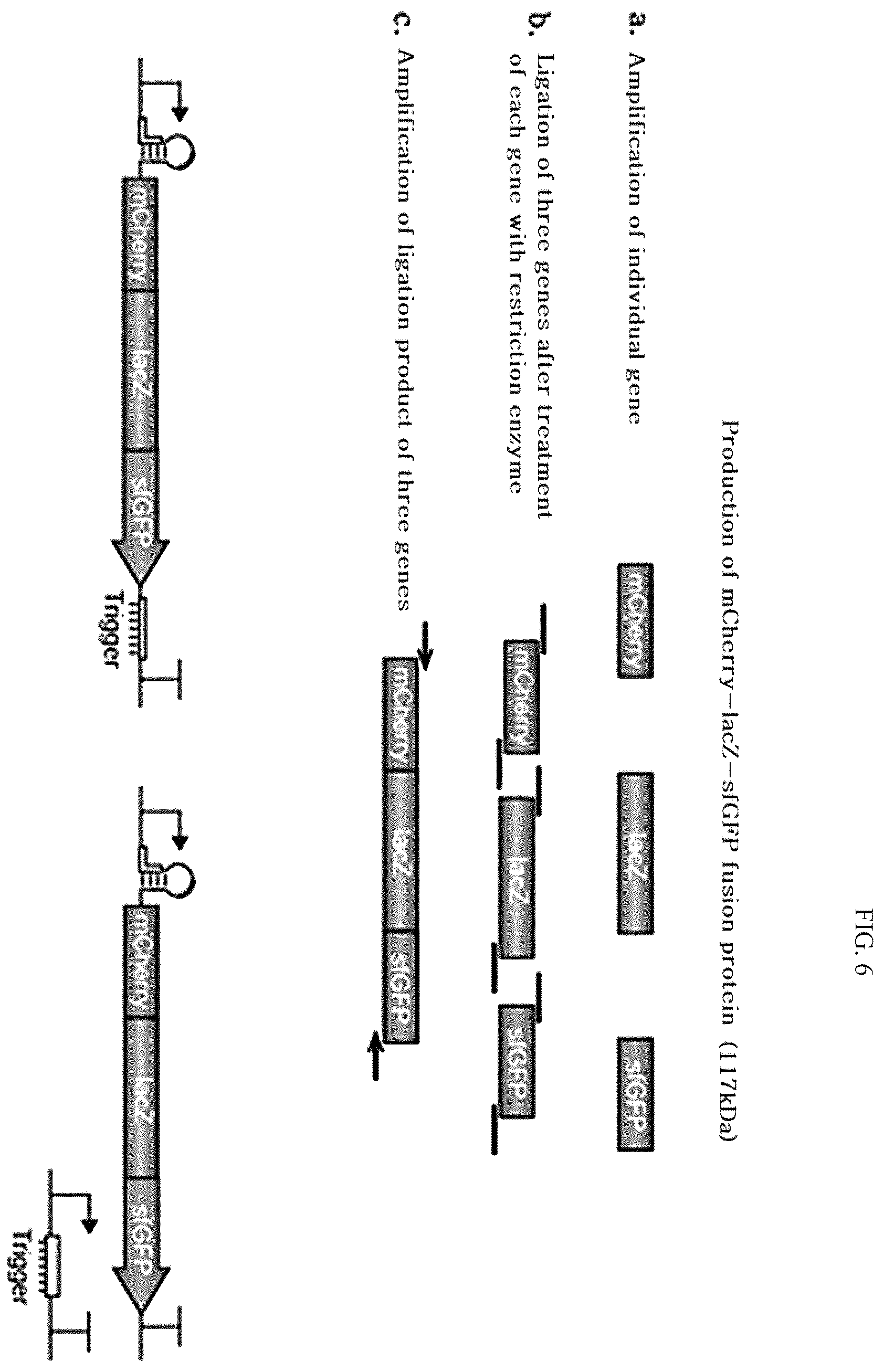 Patent US12139715 Figure 6 – Gene expression cassette capable of initiating translation after completion of transcription for producing high-quality recombinant protein in bacteria