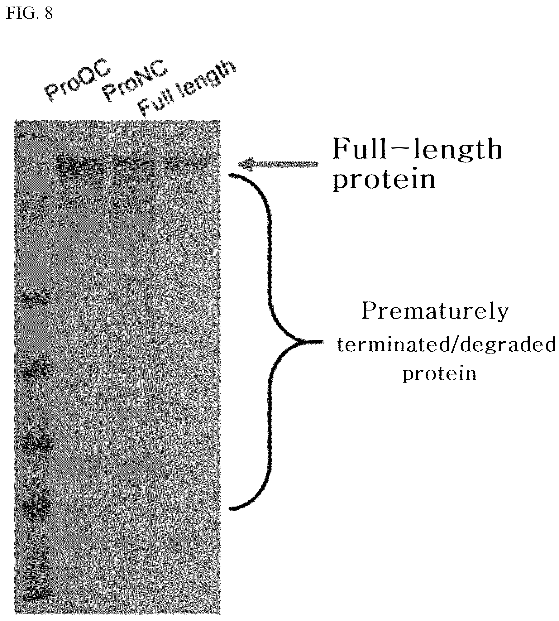 Patent US12139715 Figure 8 – Gene expression cassette capable of initiating translation after completion of transcription for producing high-quality recombinant protein in bacteria