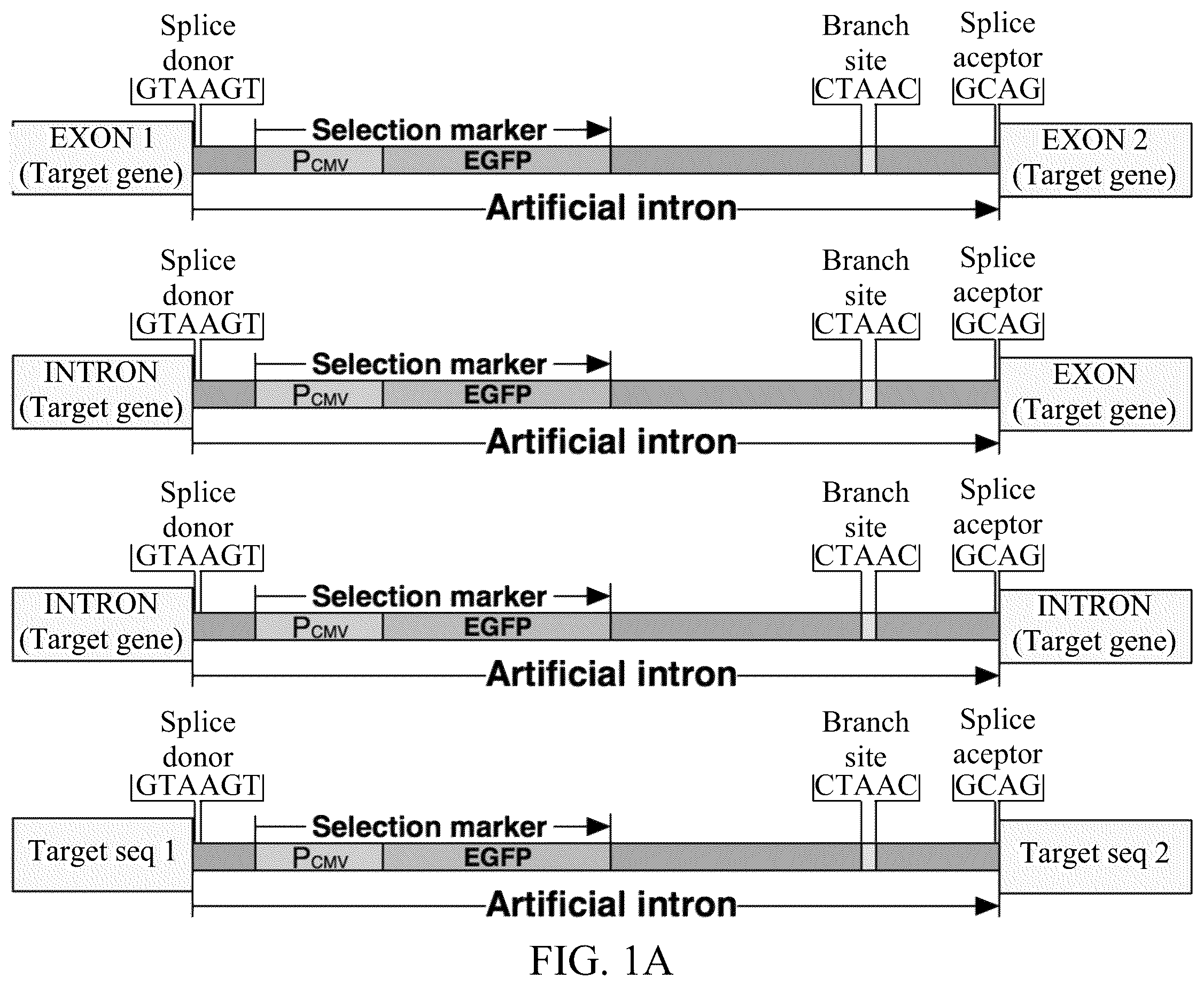 Patent US12139716 Figure 1 – Composition for editing a nucleic acid sequence and method using the same