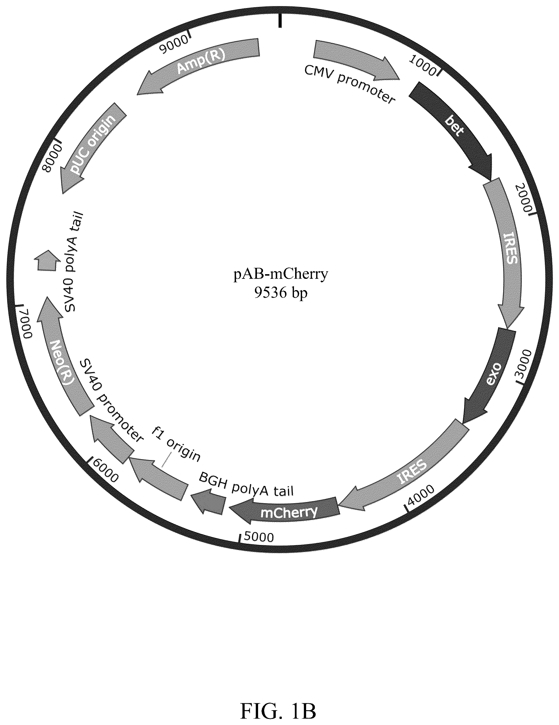 Patent US12139716 Figure 2 – Composition for editing a nucleic acid sequence and method using the same