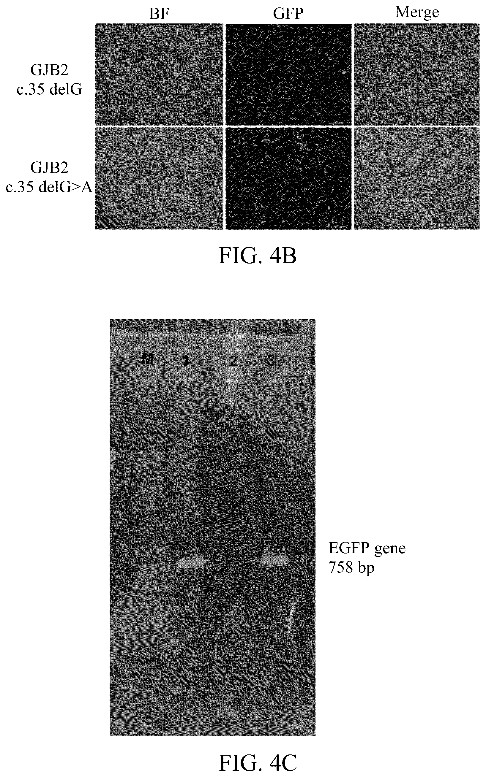 Patent US12139716 Figure 8 – Composition for editing a nucleic acid sequence and method using the same