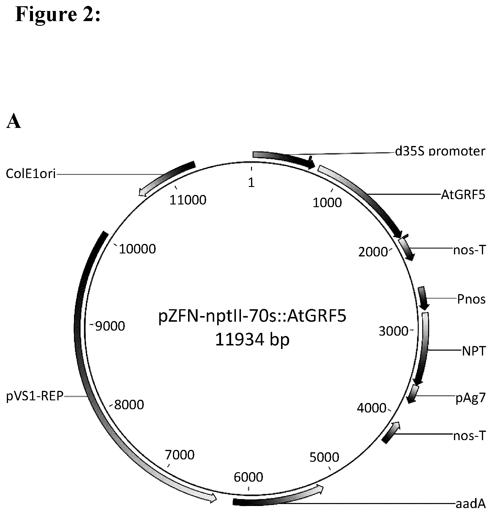 Patent US12139717 Figure 2 – Improving plant regeneration