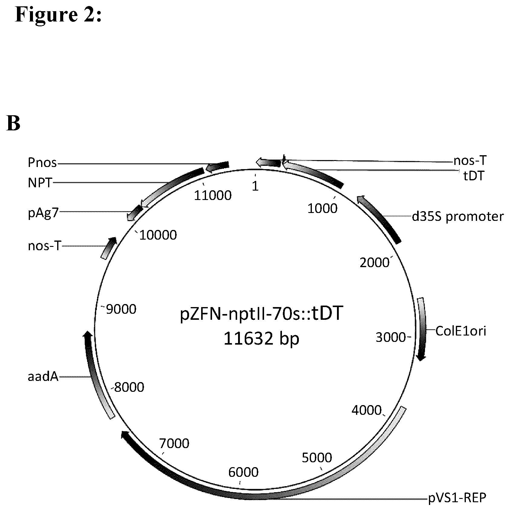 Patent US12139717 Figure 3 – Improving plant regeneration