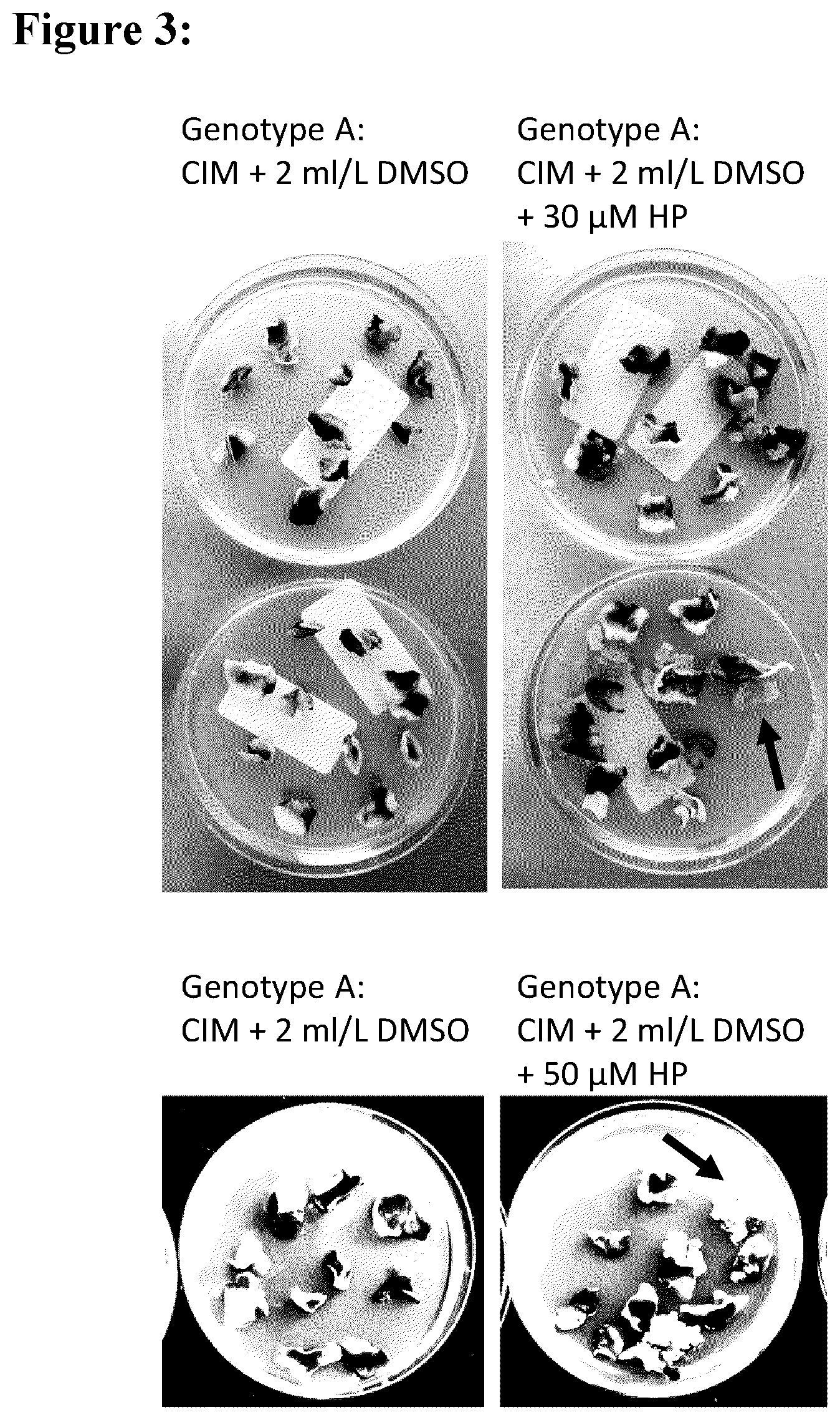 Patent US12139717 Figure 4 – Improving plant regeneration