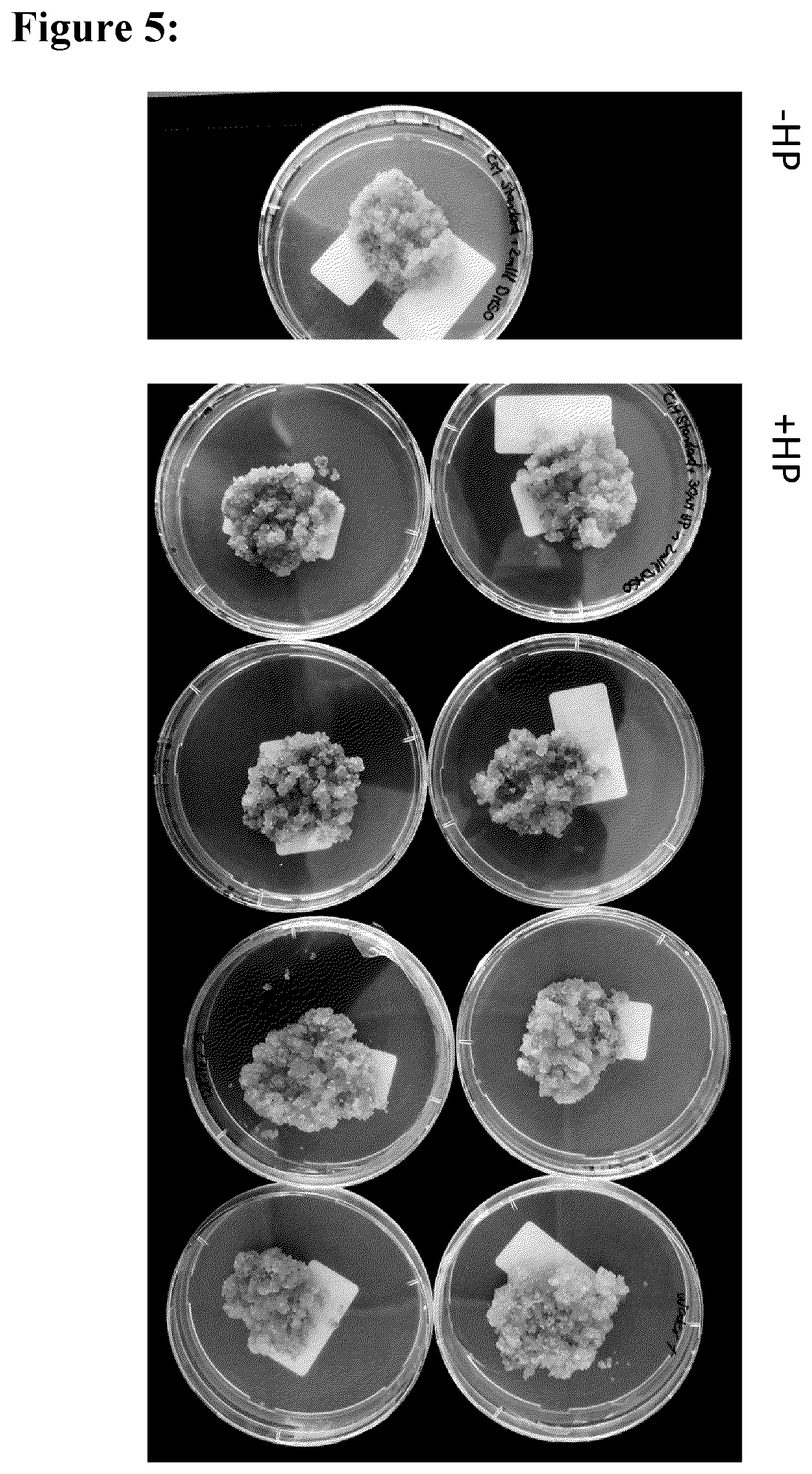 Patent US12139717 Figure 6 – Improving plant regeneration
