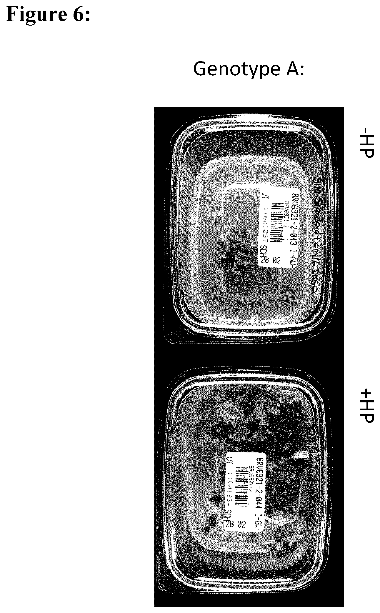 Patent US12139717 Figure 7 – Improving plant regeneration