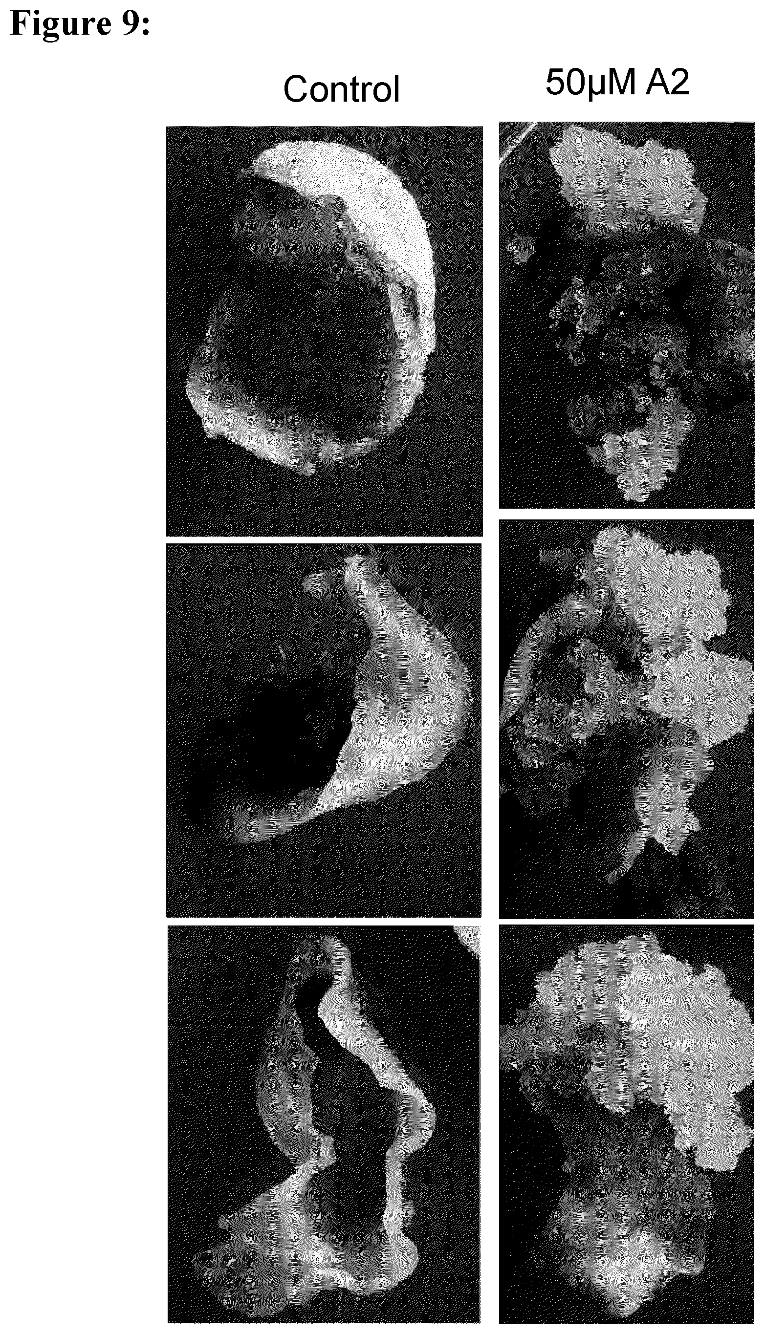 Patent US12139717 Figure 10 – Improving plant regeneration