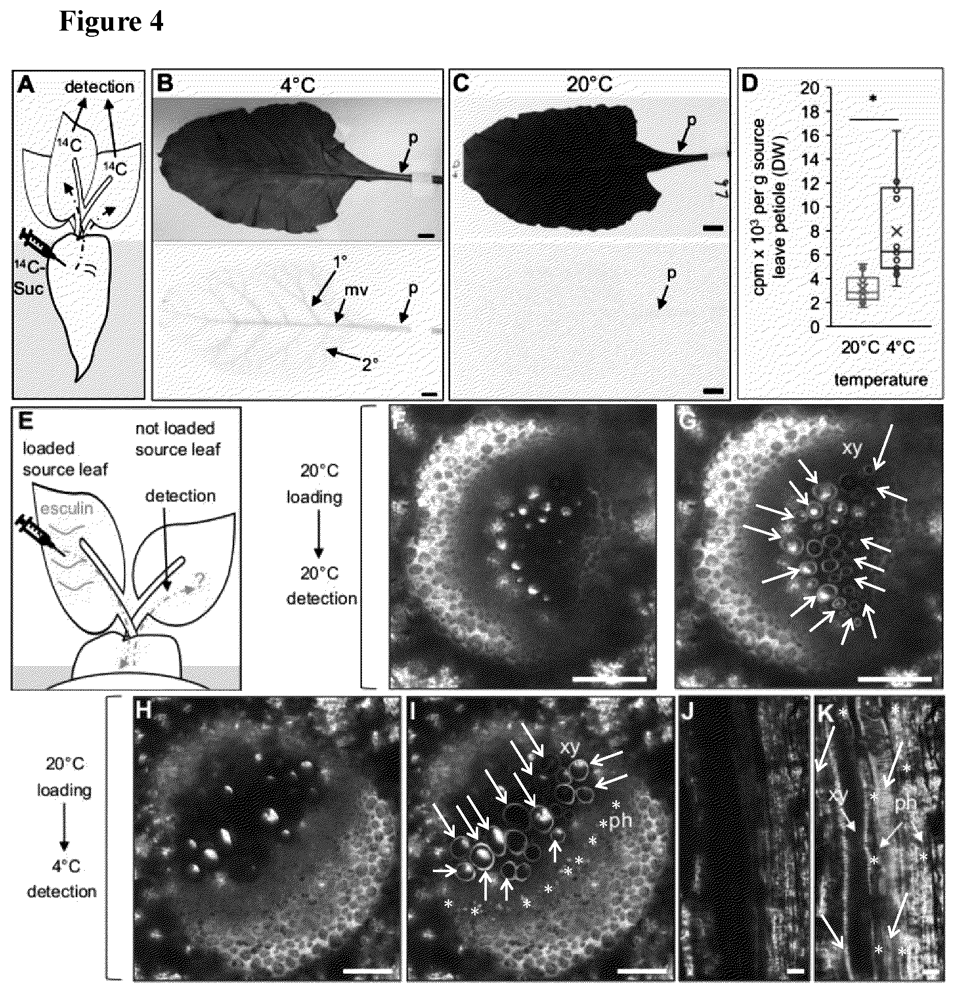 Patent US12139719 Figure 4 – Method for increasing cold or frost tolerance in a plant