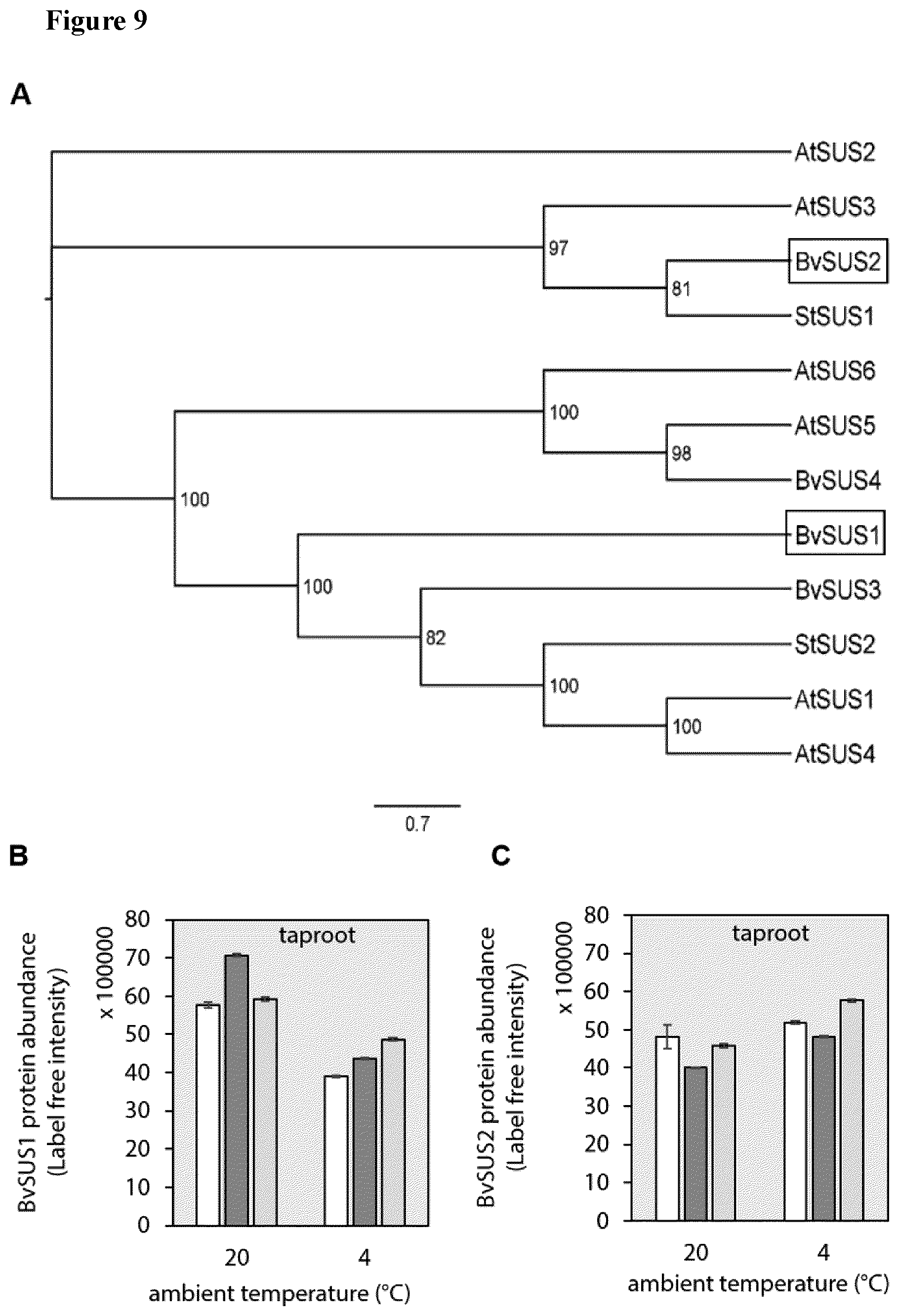 Patent US12139719 Figure 9 – Method for increasing cold or frost tolerance in a plant