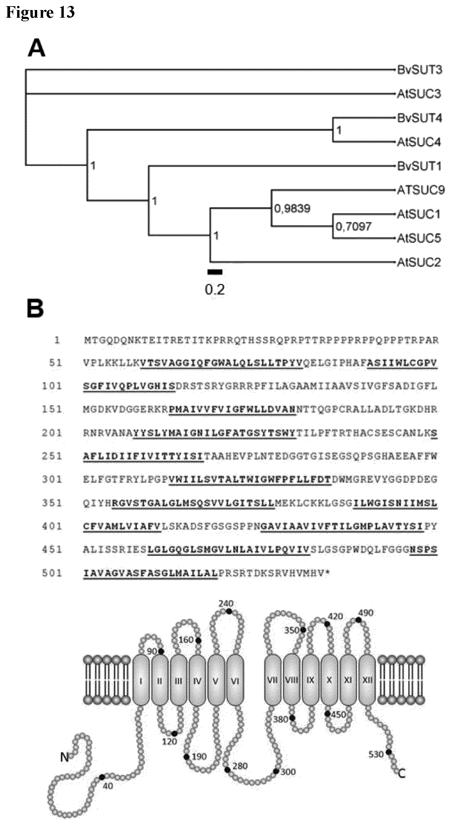 Patent US12139719 Figure 13 – Method for increasing cold or frost tolerance in a plant